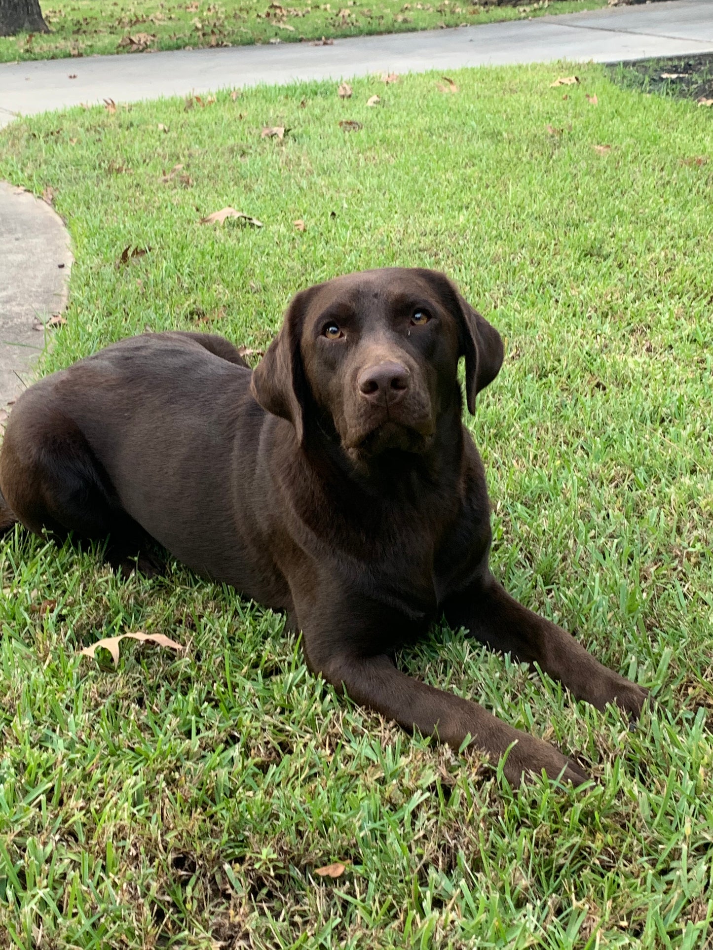Chocolate Lab Breeder Dog Mocha