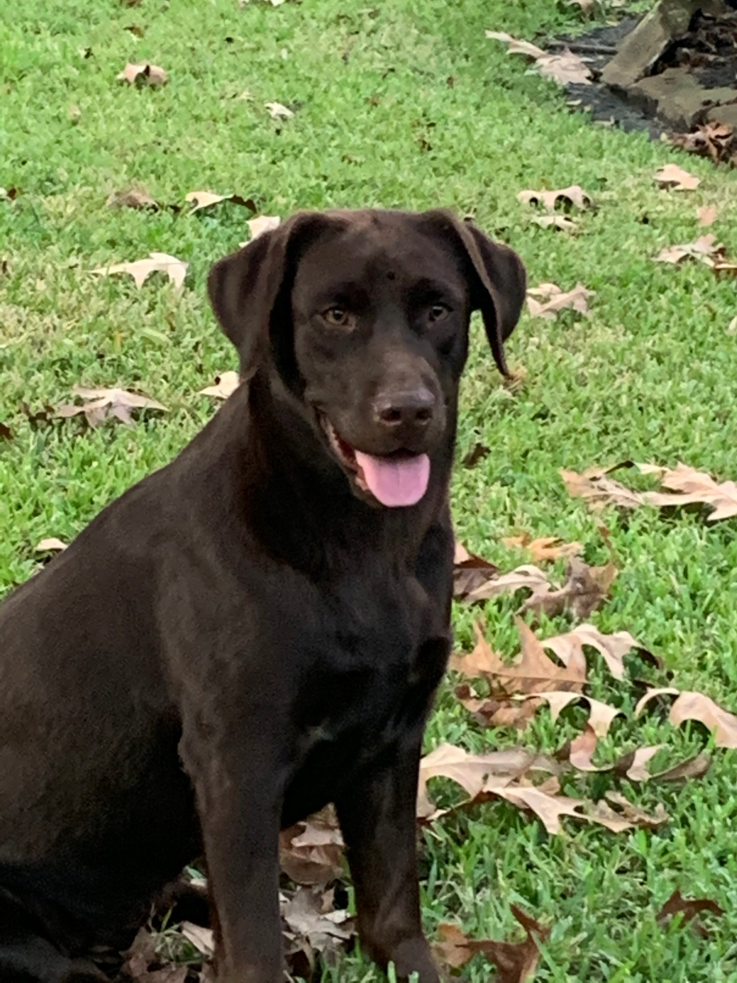 Chocolate Lab Breeder Dog Mocha with a smile