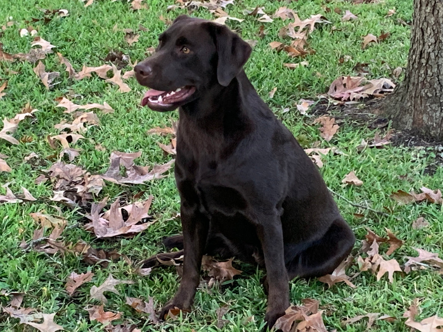 Chocolate Lab Breeder Dog Mocha sitting pretty