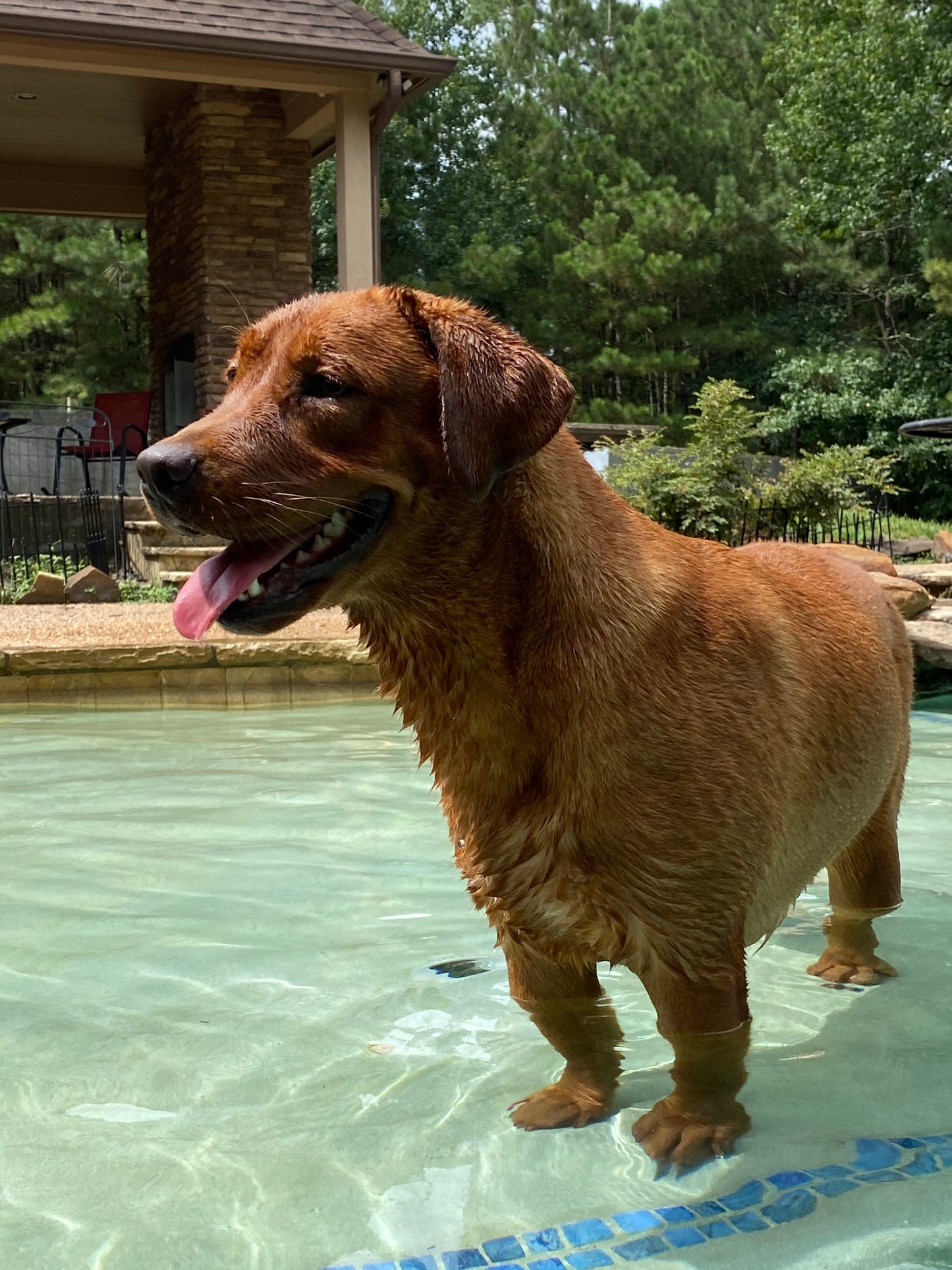 Fox Red Labrador Breeder Dog Mera in the pool