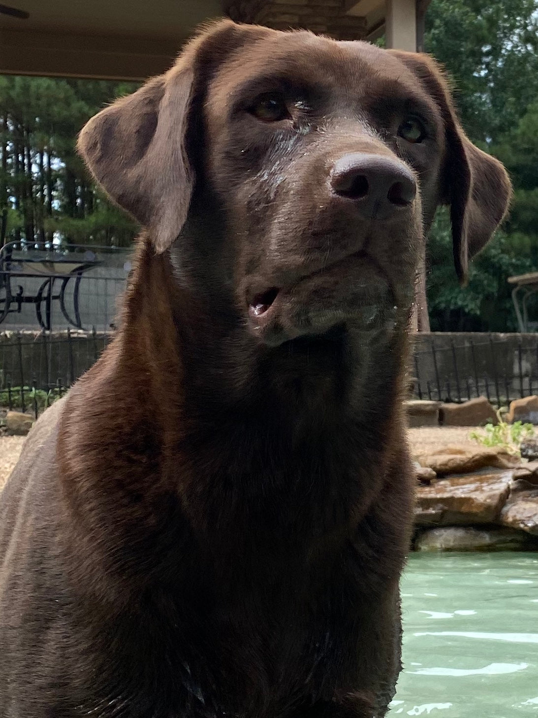 Chocolate Lab Breeder Dog Mocha at the pool