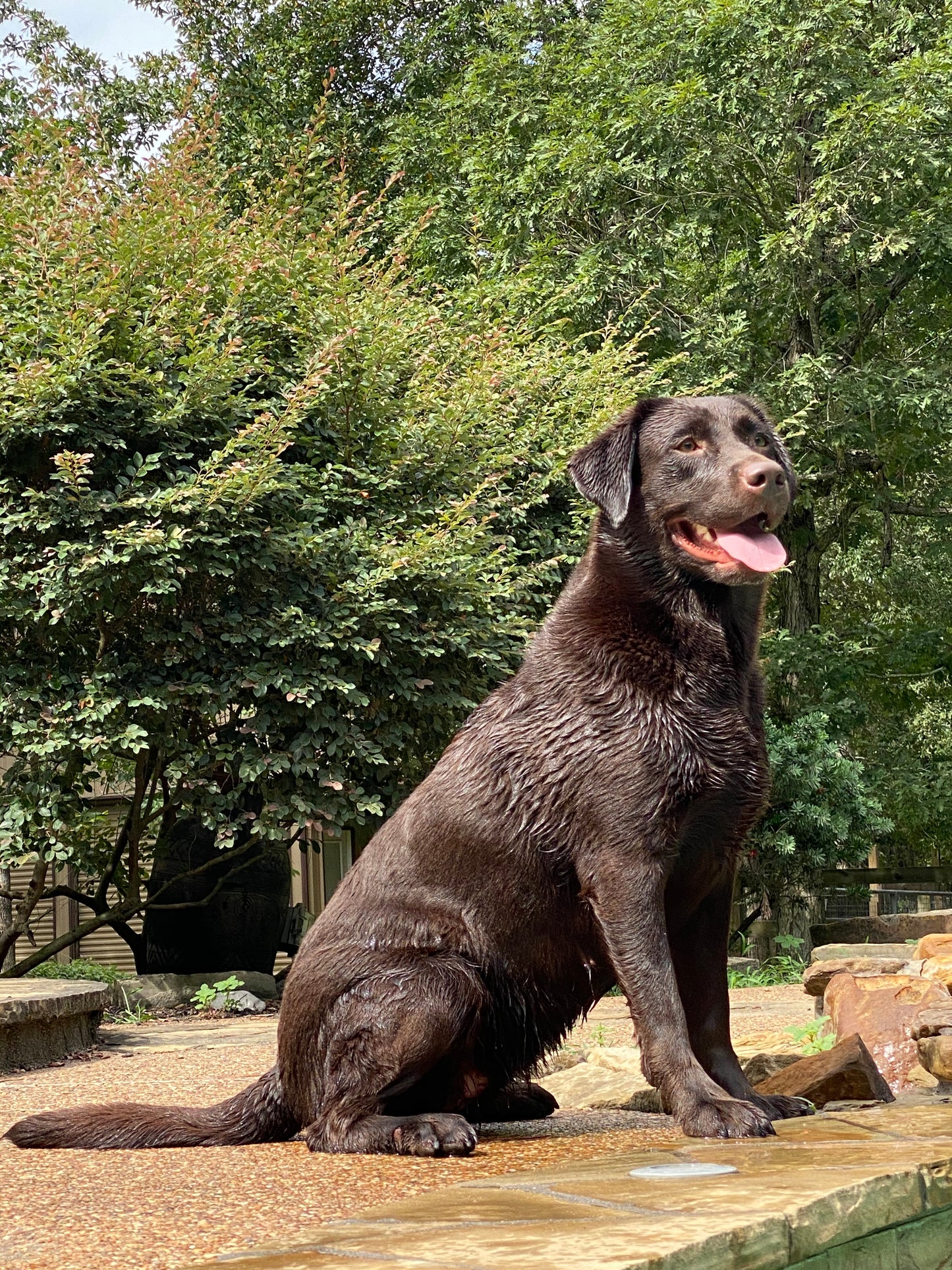 Chocolate Lab Breeder Dog Mocha with a smile