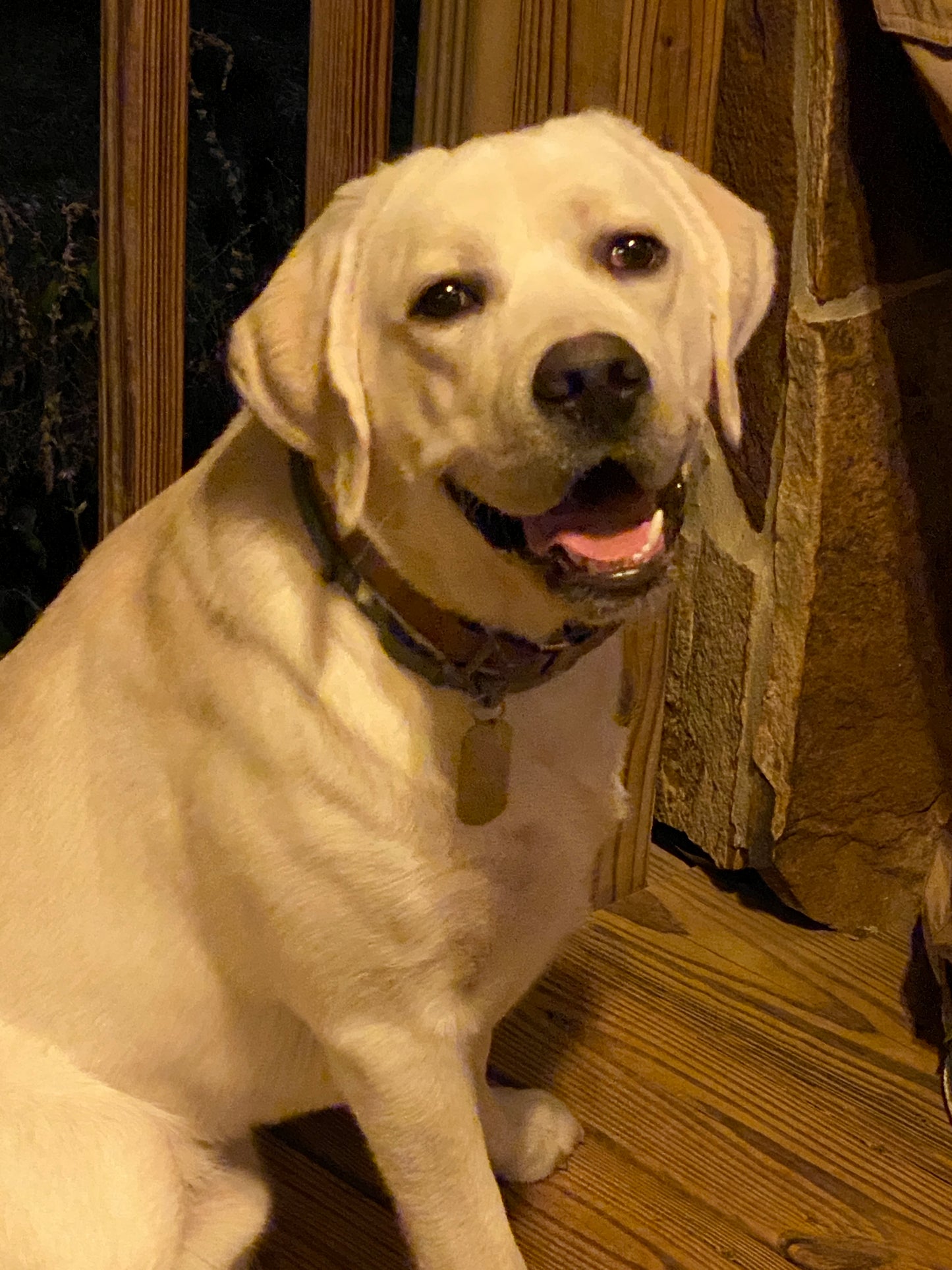 White/Yellow Labrador stud Ruger at the cabin