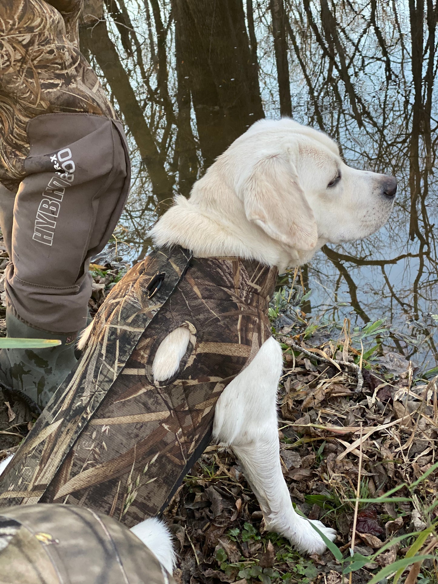White/Yellow Labrador stud Ruger on the hunt