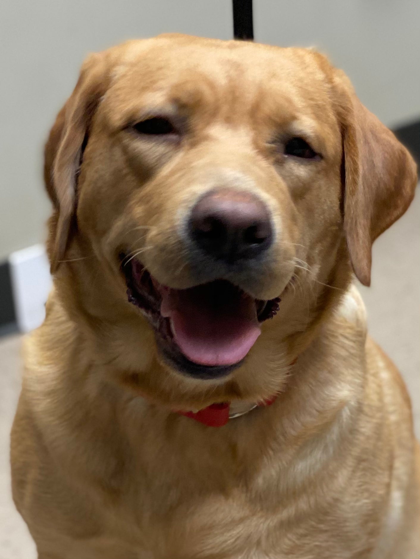 Mabel, a Fox Red English Labrador