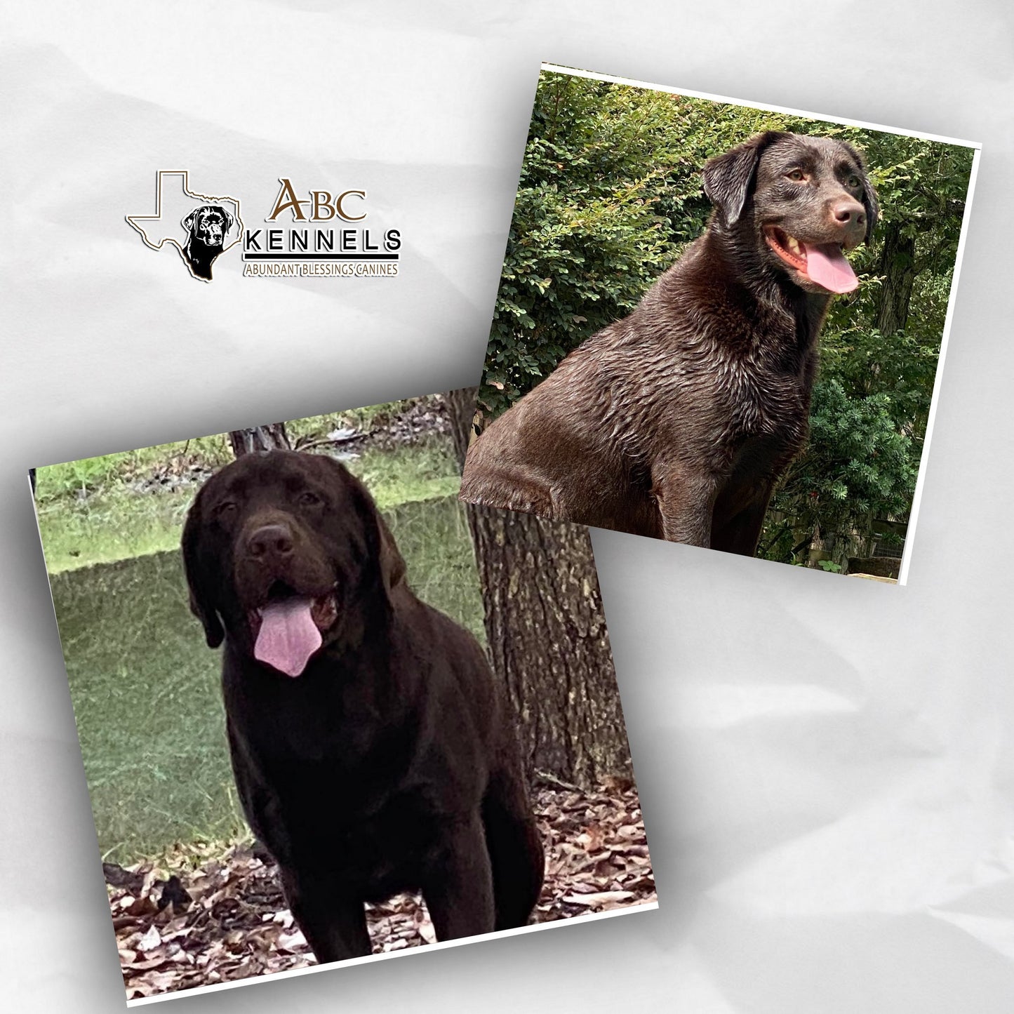 Chocolate Labrador retriever Puppy Kit Kat's parent dogs