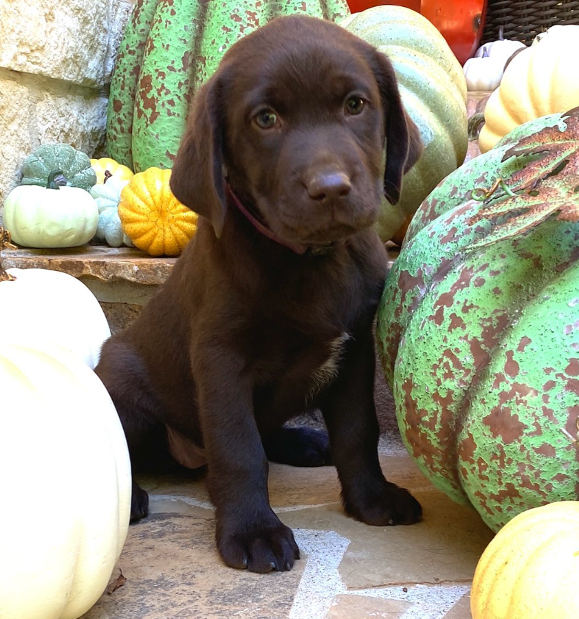 Kahlua