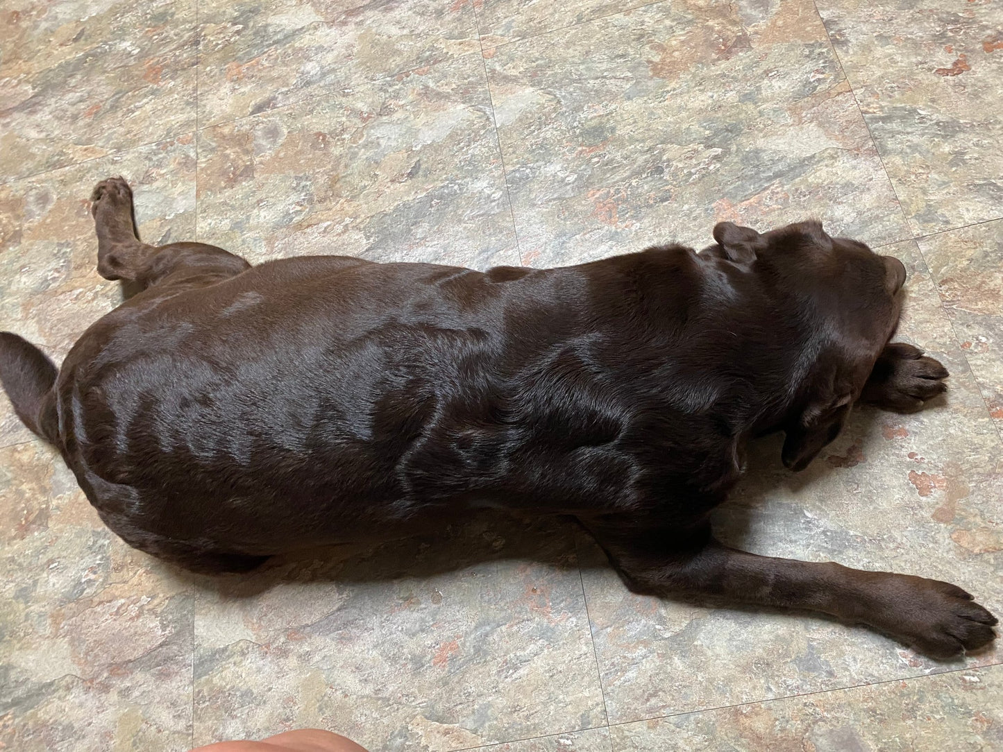 Chocolate Lab Breeder Dog Mocha taking it easy