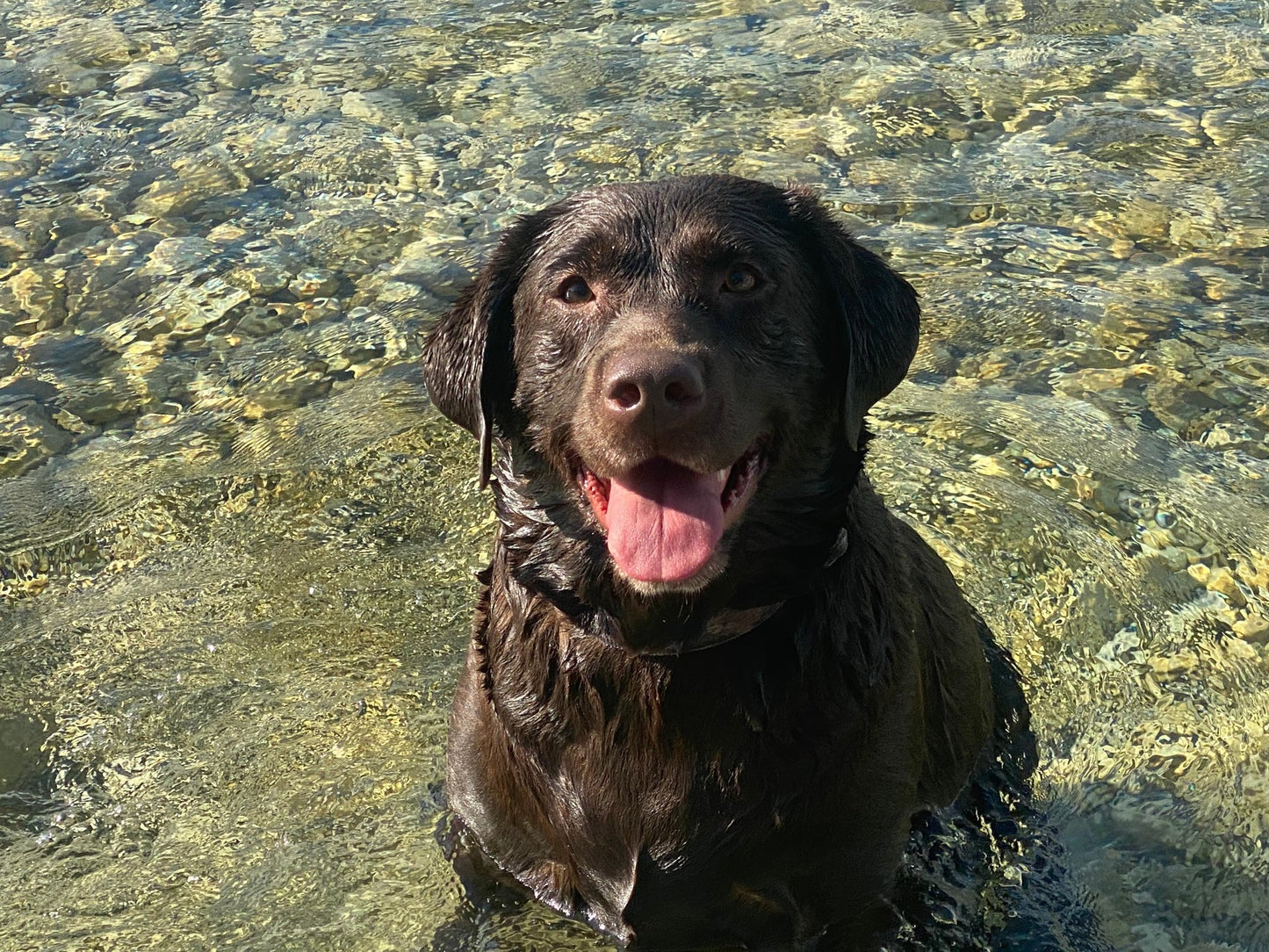 Chocolate Lab Breeder Dog Mocha with a smile