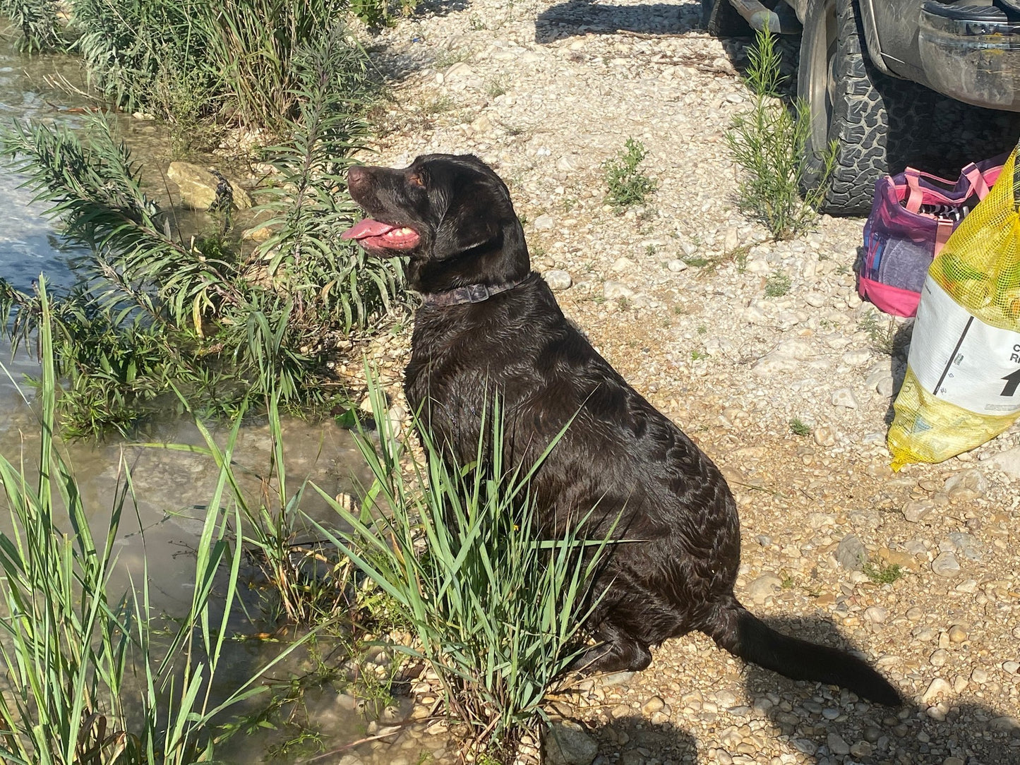Chocolate Lab Breeder Dog Mocha on the hunt