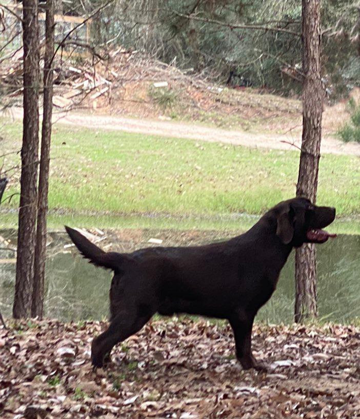 Chocolate Lab Breeder dog Zeus on the hunt