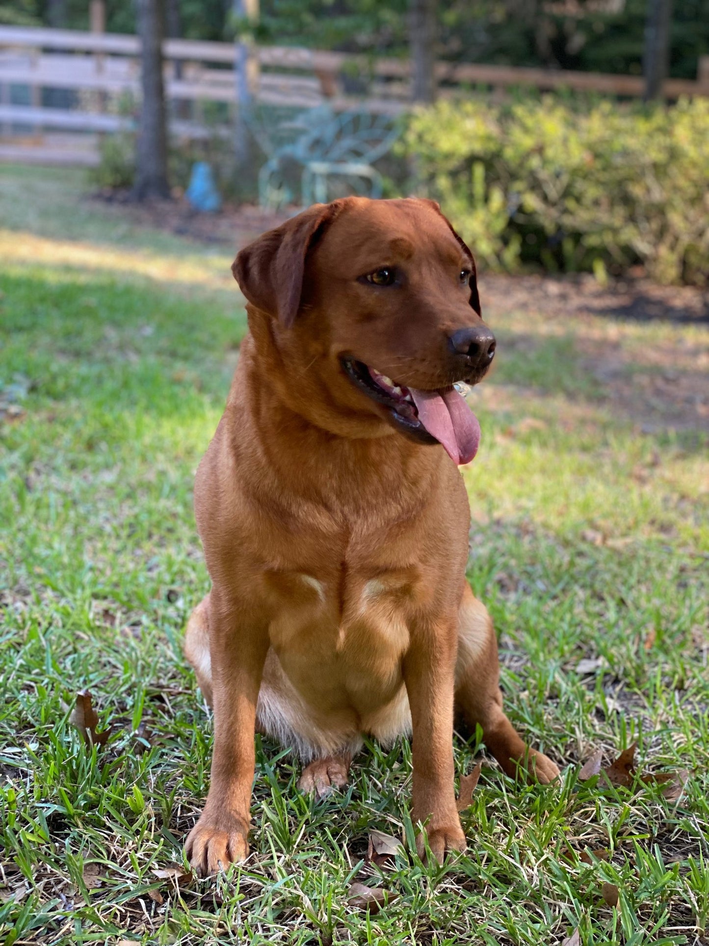 Fox Red Labrador Breeder Dog Mera