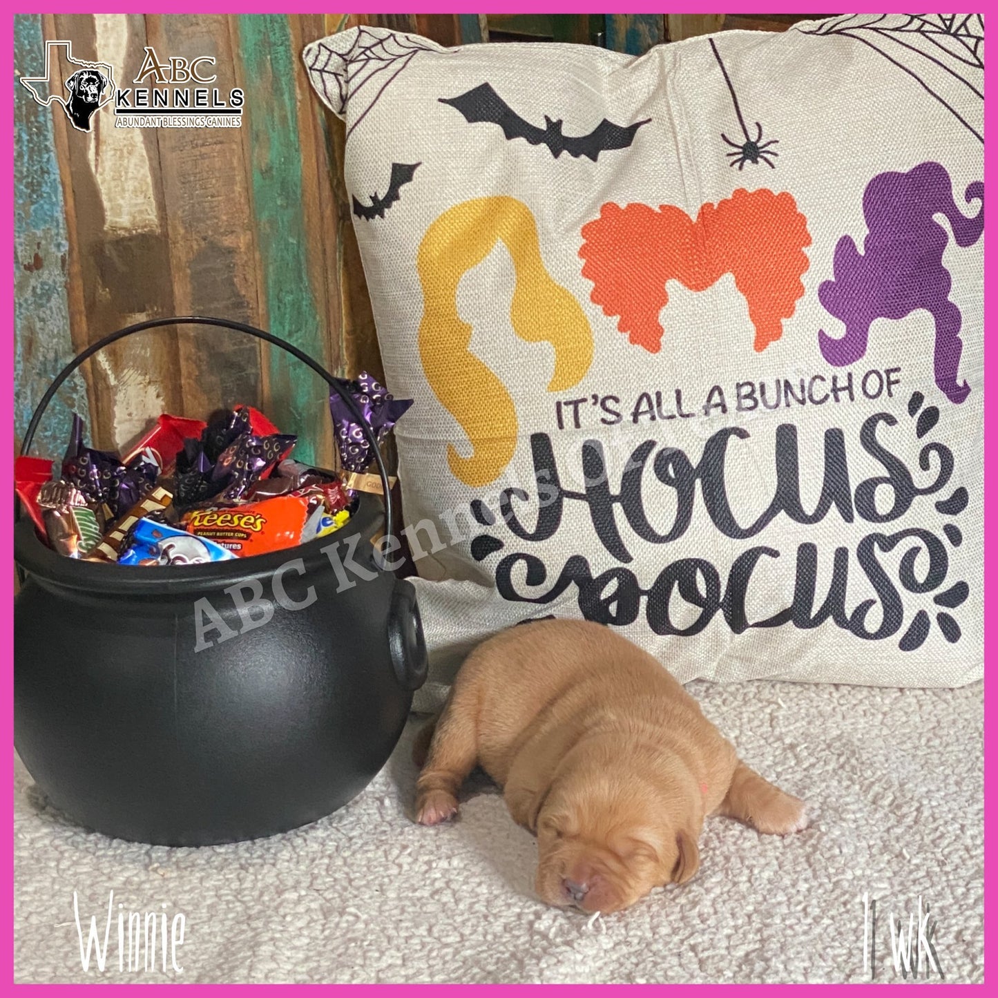 Fox Red Labrador retriever puppy Winnie at 1 week old