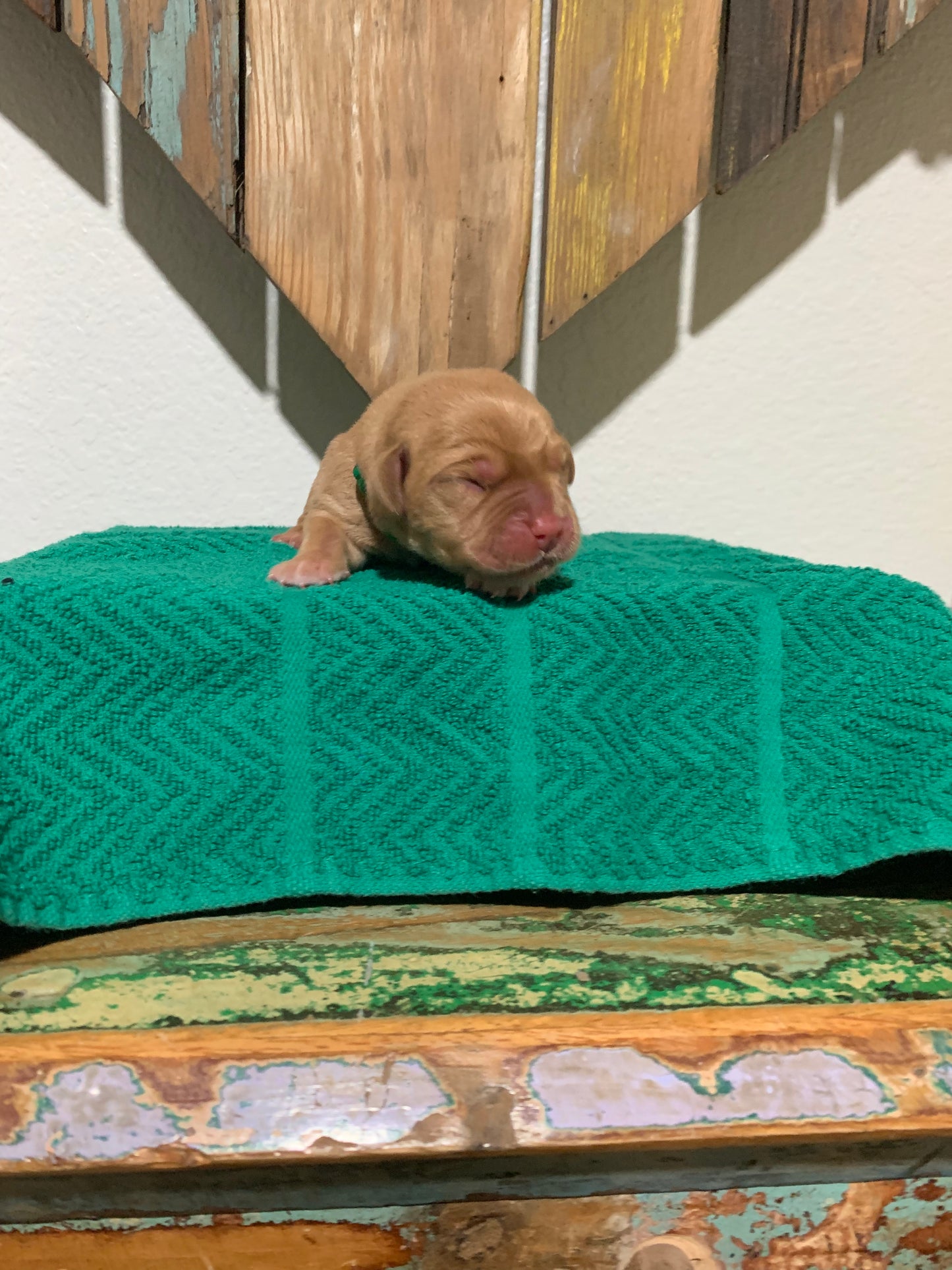 Male Fox Red Labrador Puppy called Max
