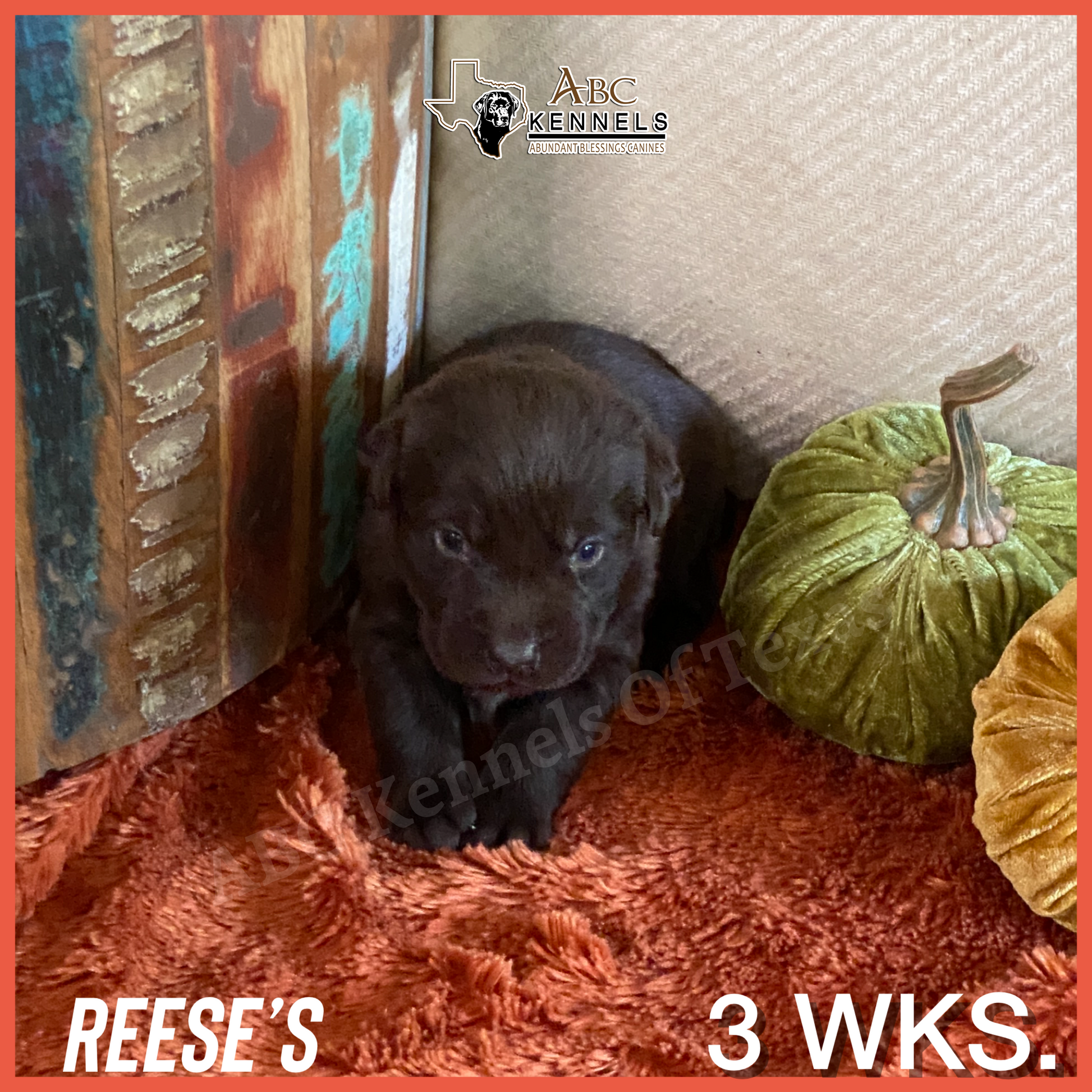 Chocolate Lab Puppy Reeses at 3 weeks old