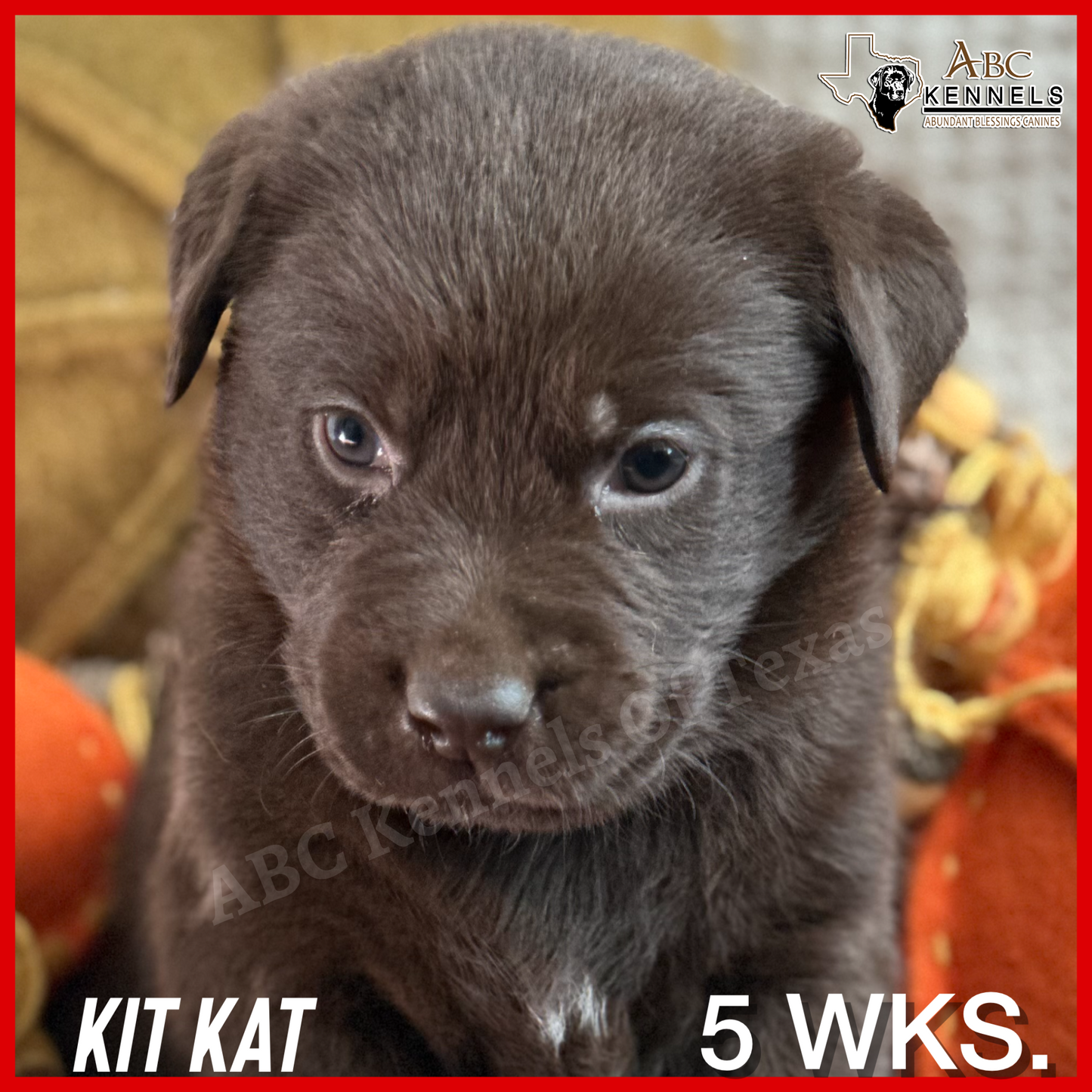 Chocolate Labrador retriever Puppy Kit Kat at 5 weeks old
