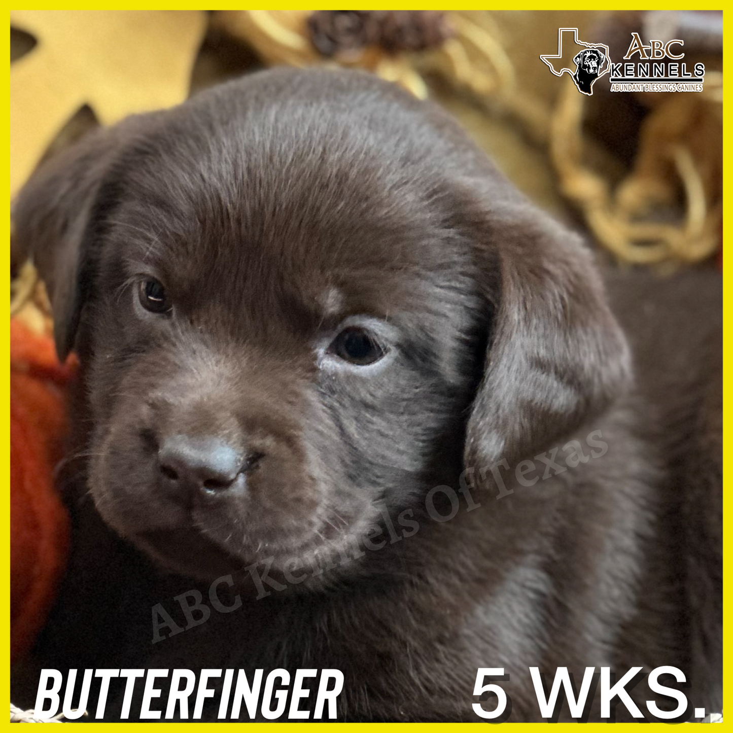 Chocolate Labrador Butterfinger at 5 weeks old