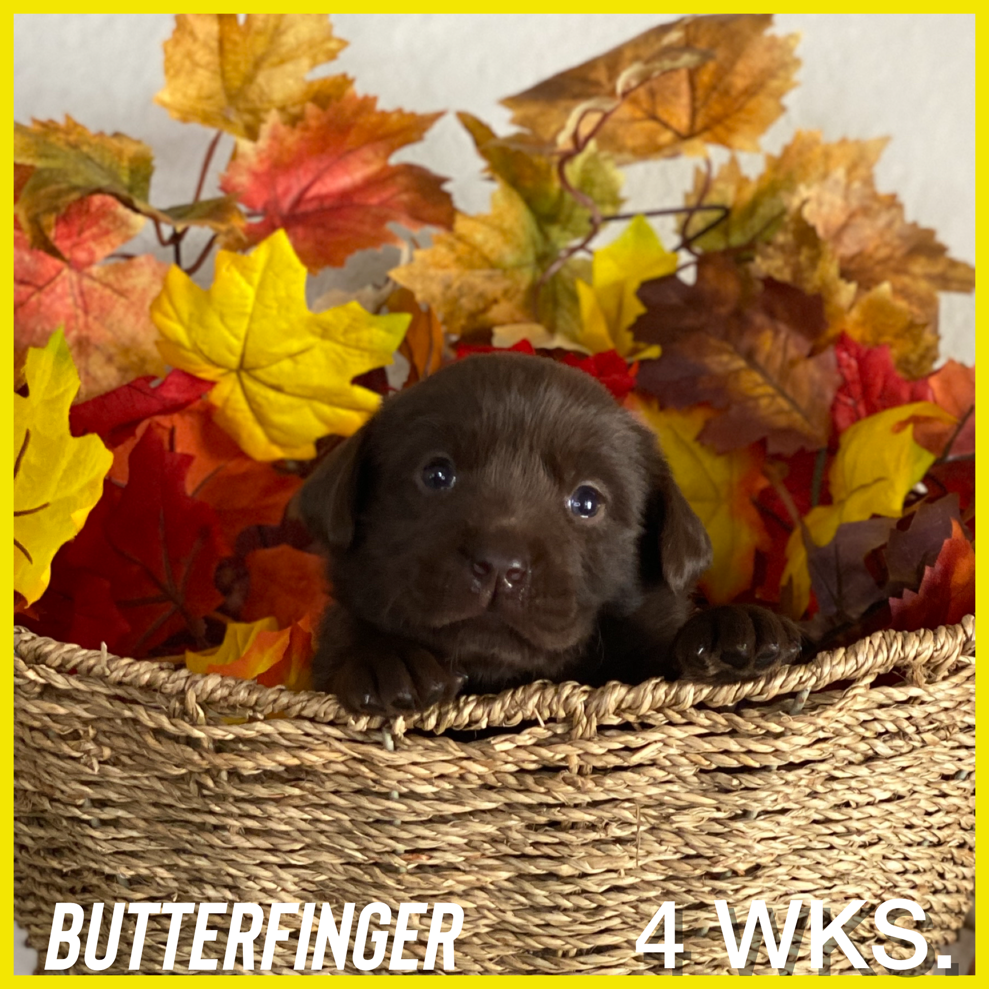 Chocolate Labrador Butterfinger at 4 weeks old