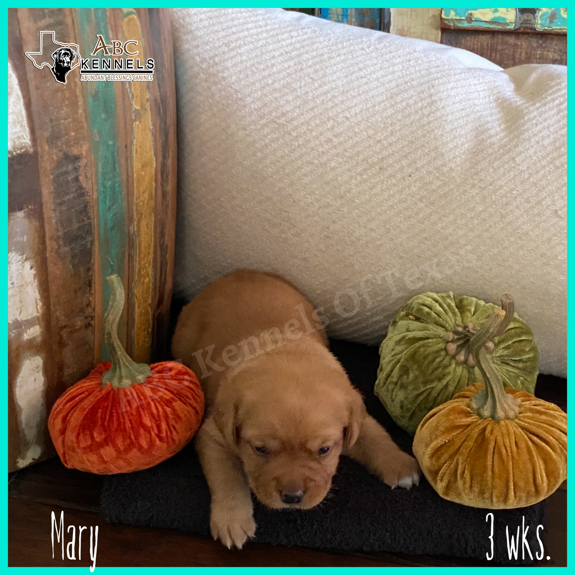 Female Fox Red Labrador Puppy called Mary