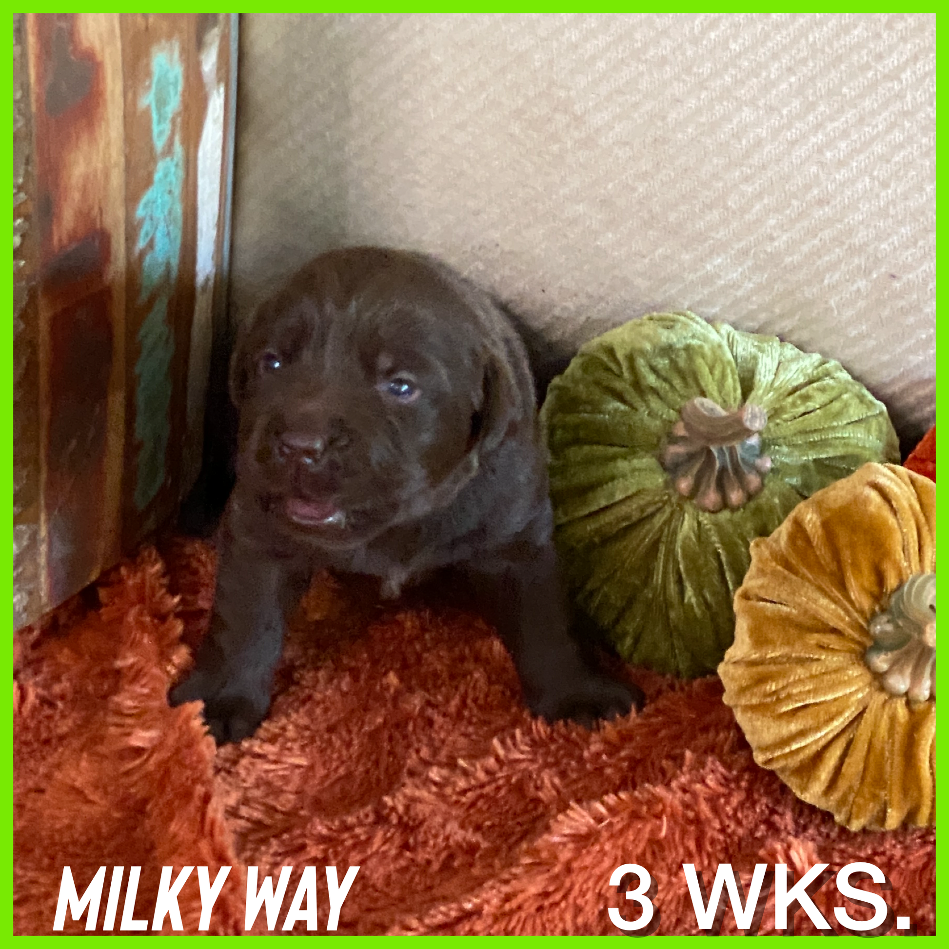 Chocolate Lab Puppy Milky Way at 3 weeks old