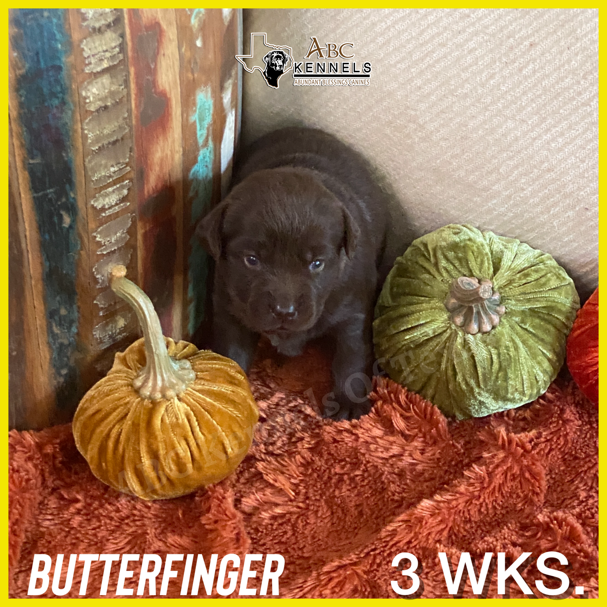 Chocolate Labrador Butterfinger at 3 weeks old