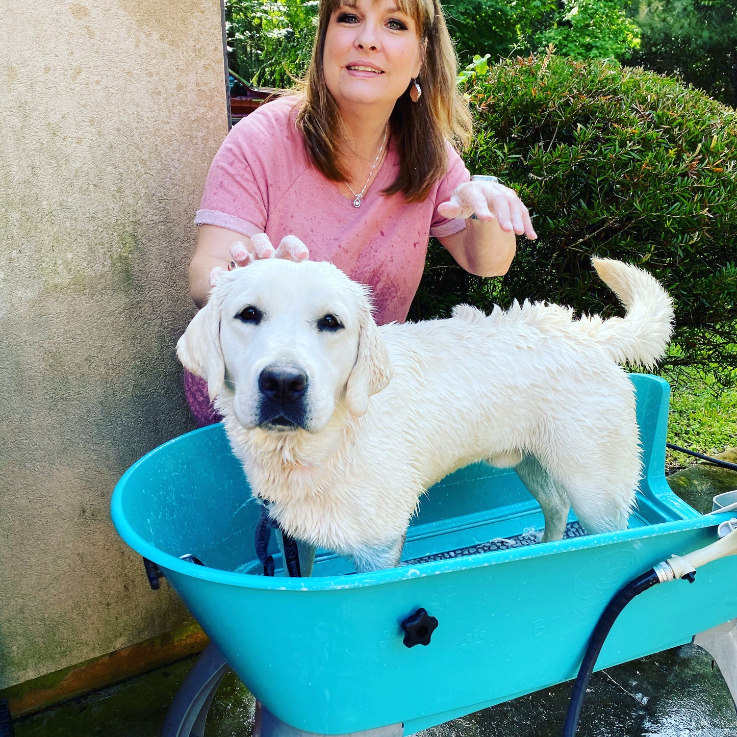 Yellow Labrador Breeder dog Murphy getting a bath