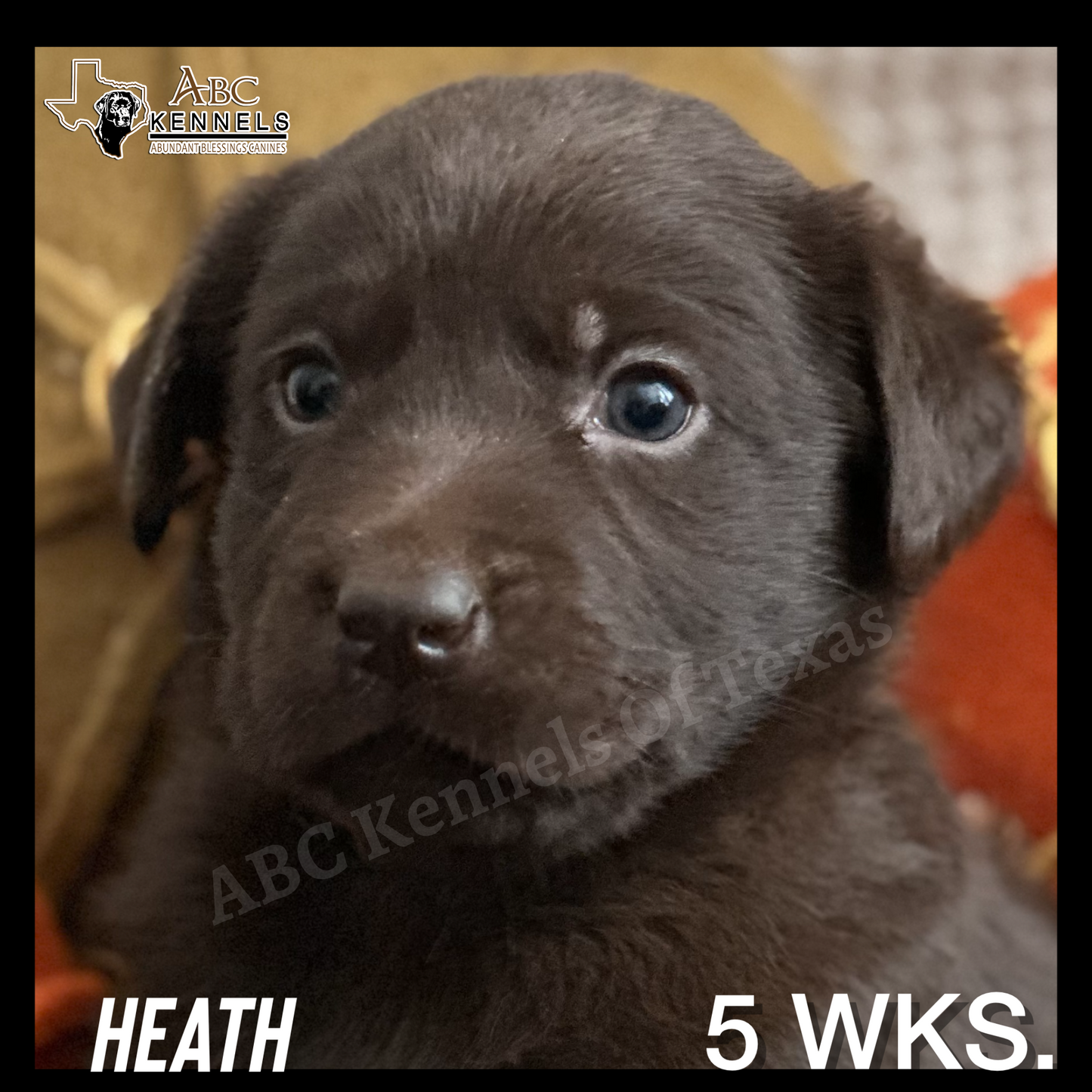 Chocolate Labrador Heath at 5 weeks old