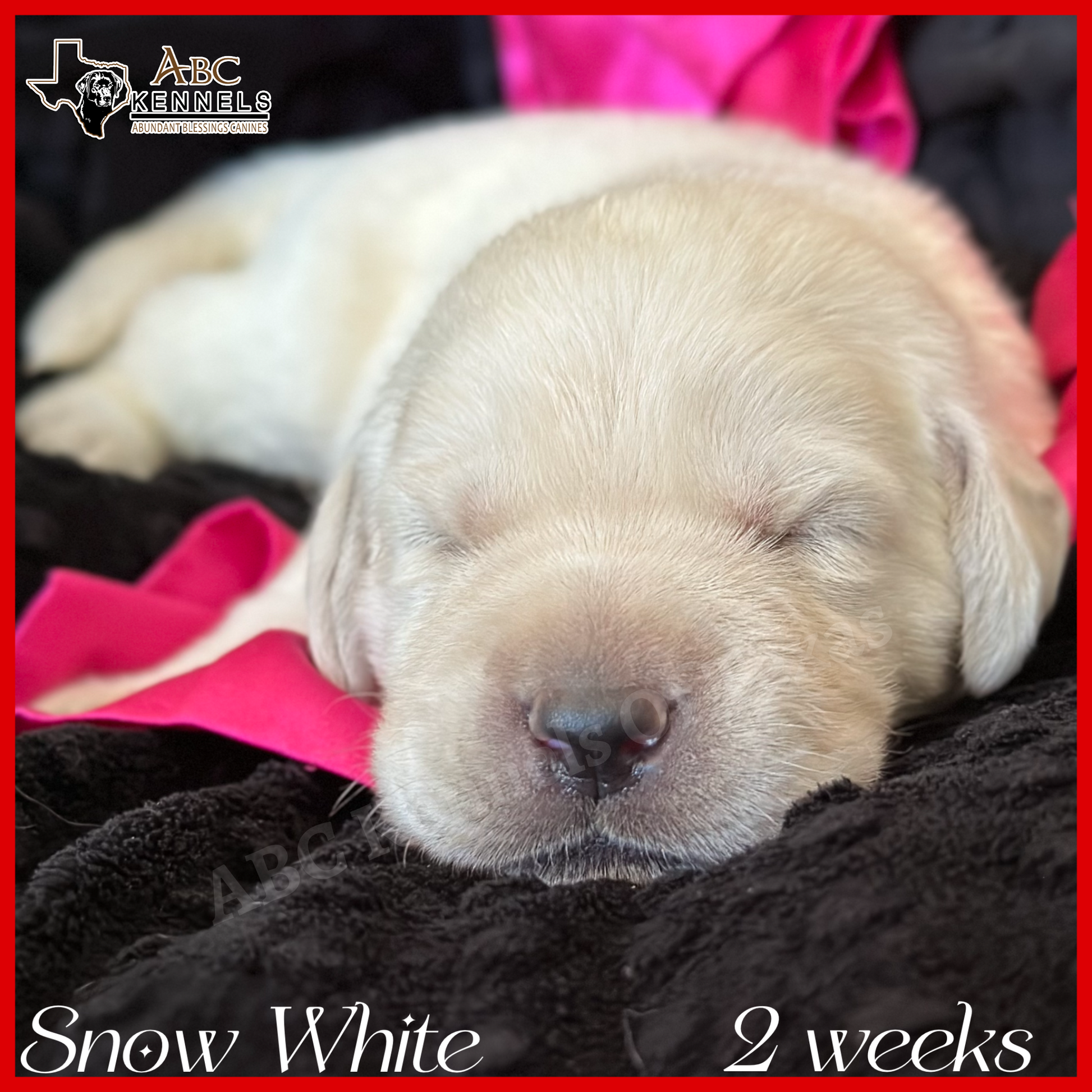 Snow White English White Labrador at 2 weeks old