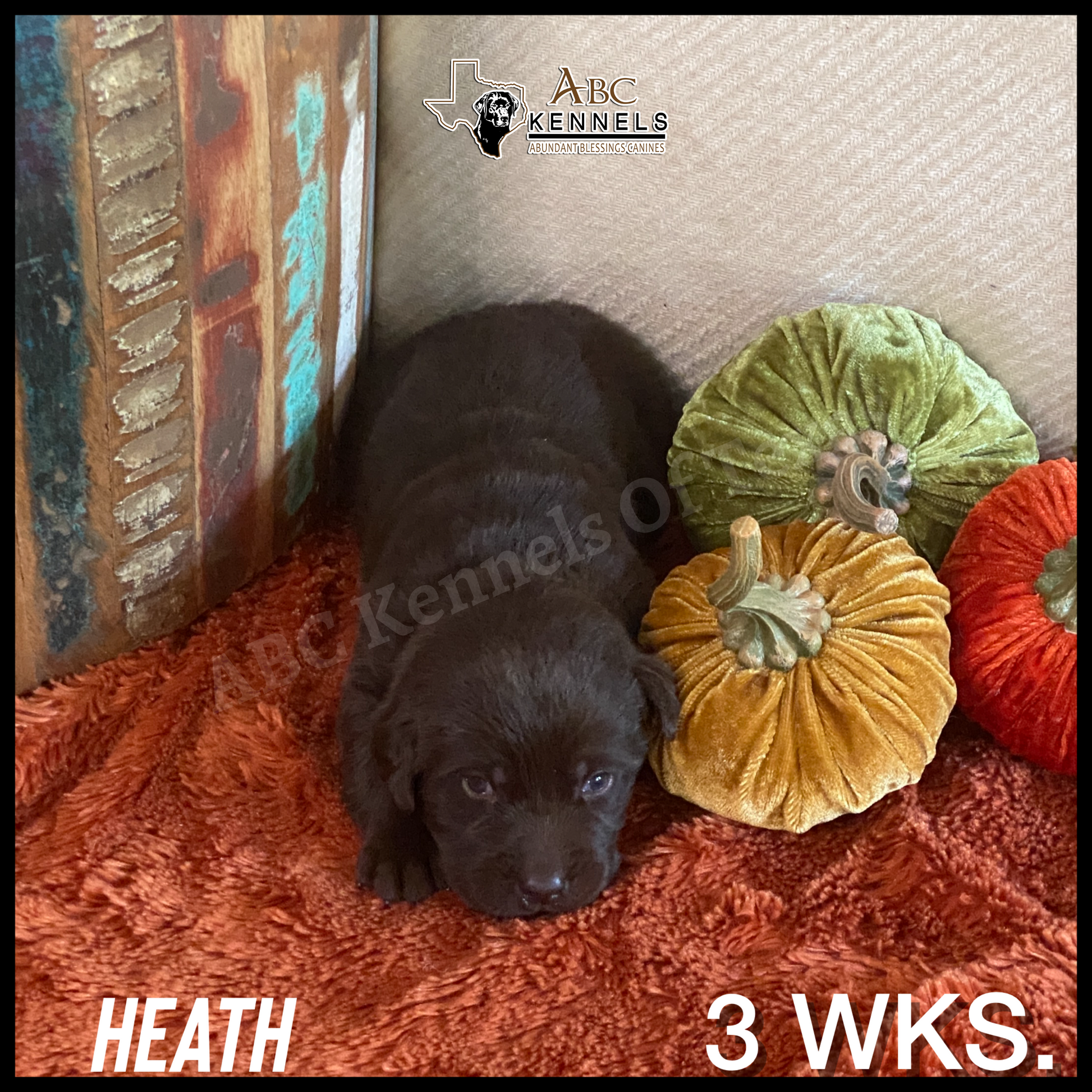 Chocolate Labrador Heath at 3 weeks old