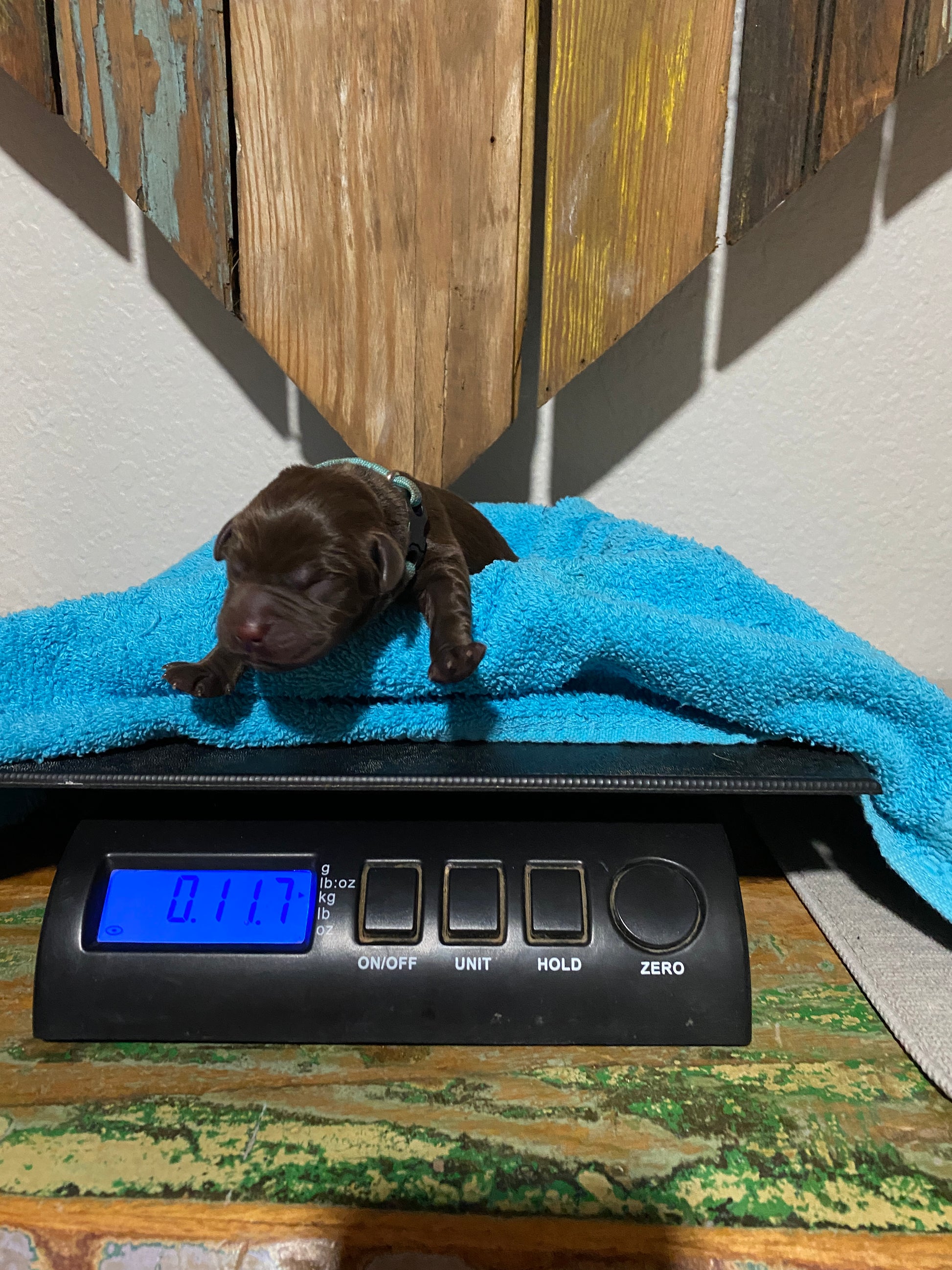 Chocolate Lab Puppy Snickers on the scales