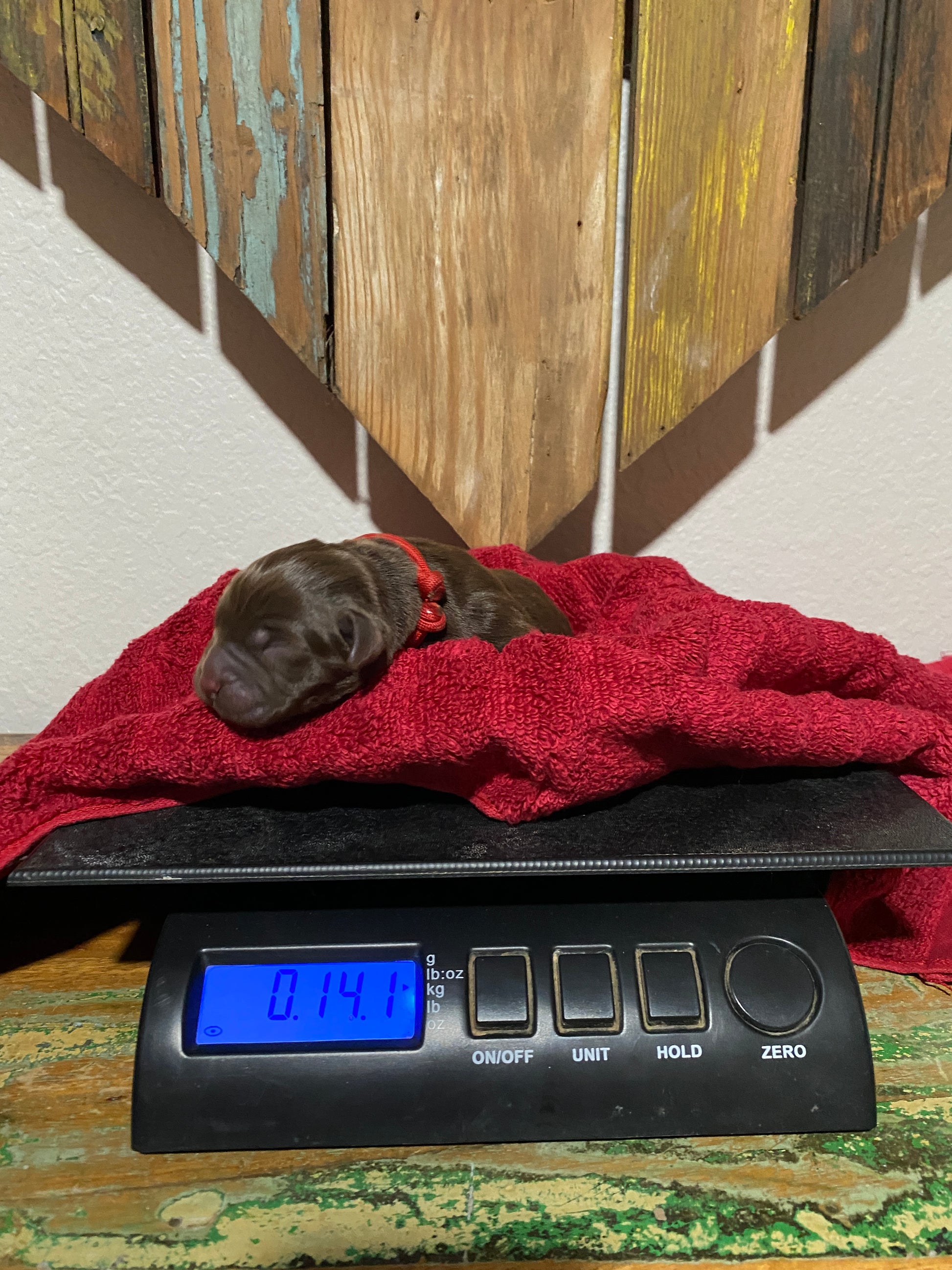 Chocolate Labrador retriever Puppy Kit Kat on the scales