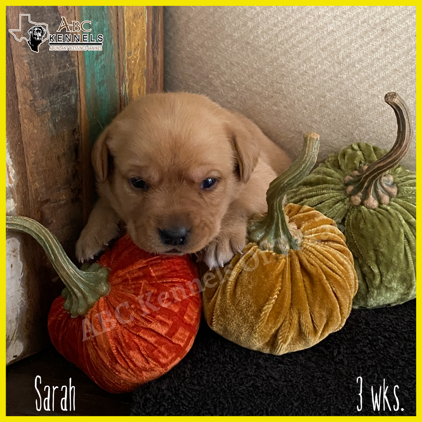 Fox Red Lab Puppy Sarah at 3 weeks old