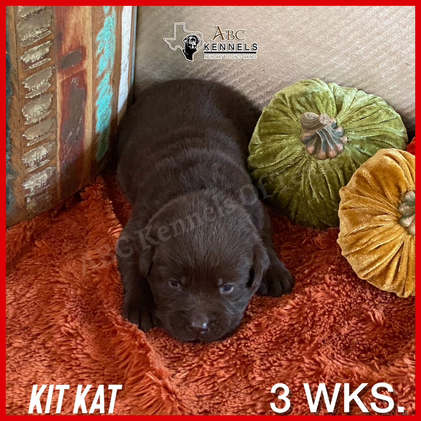 Chocolate Labrador retriever Puppy Kit Kat at 3 weeks old
