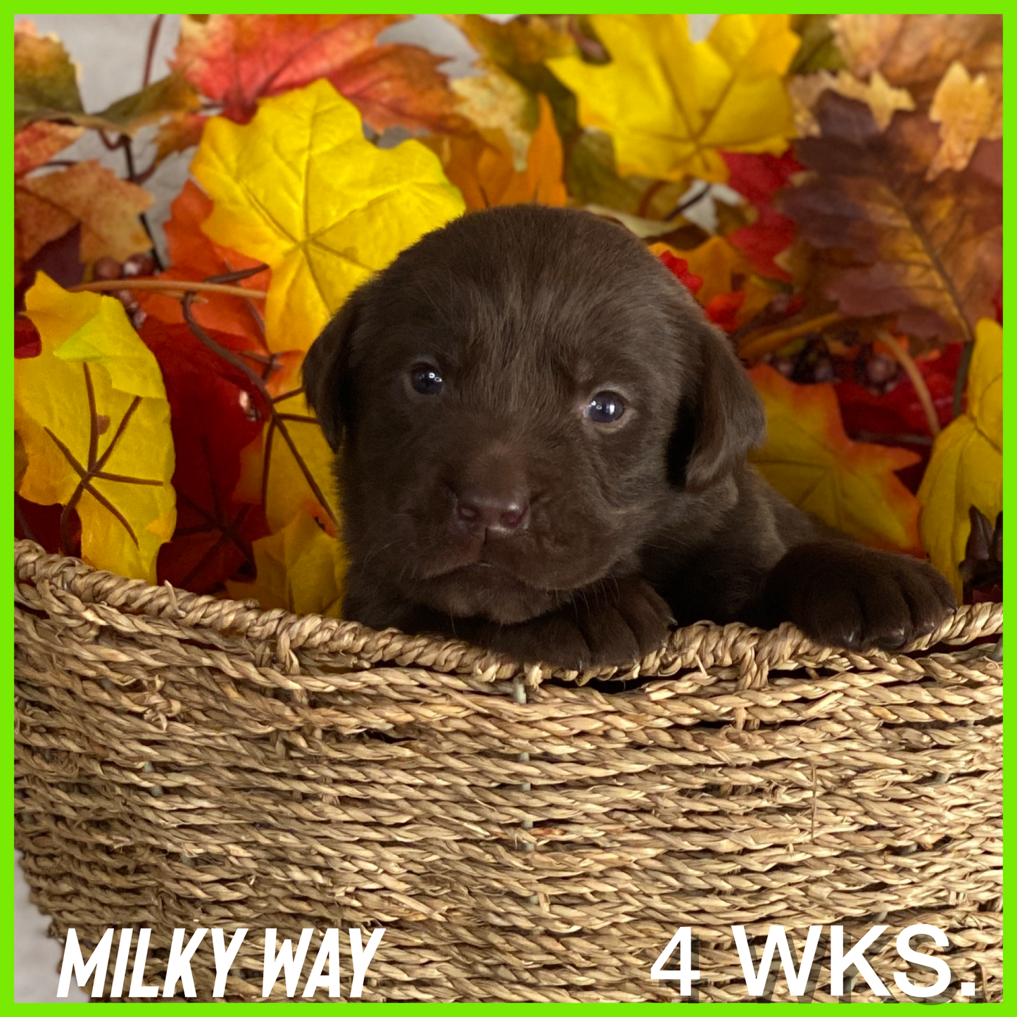 Chocolate Lab Puppy Milky Way at 4 weeks old
