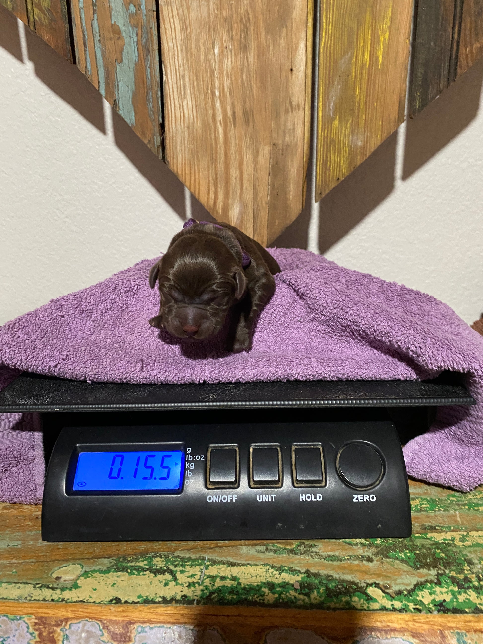 Chocolate Lab Puppy Godiva on the scales