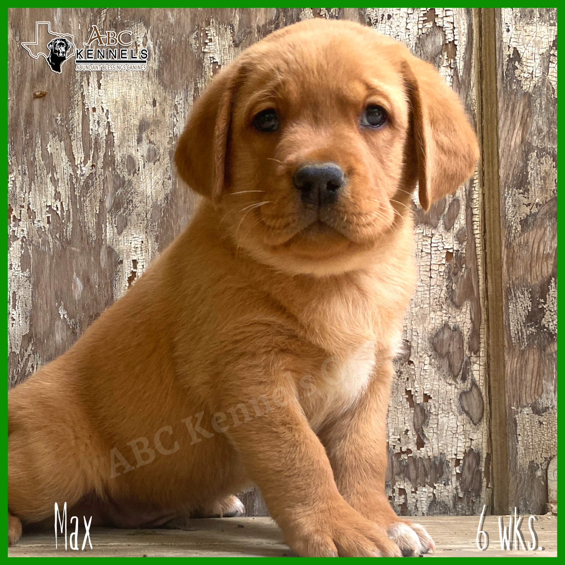 Male Fox Red Labrador Puppy called Max at 6 weeks old