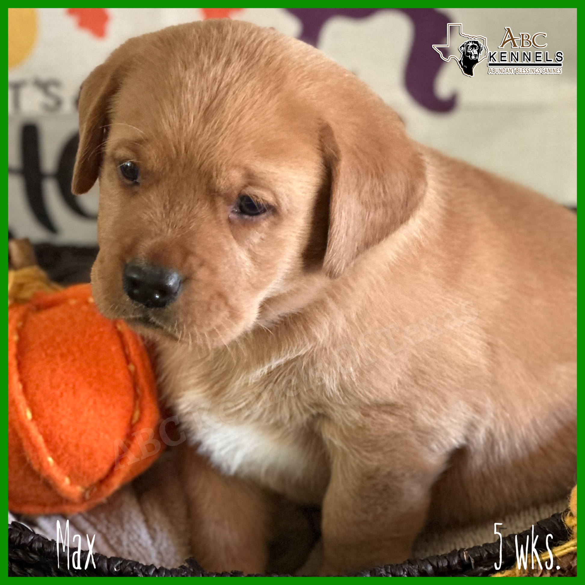 Male Fox Red Labrador Puppy called Max at 5 weeks old