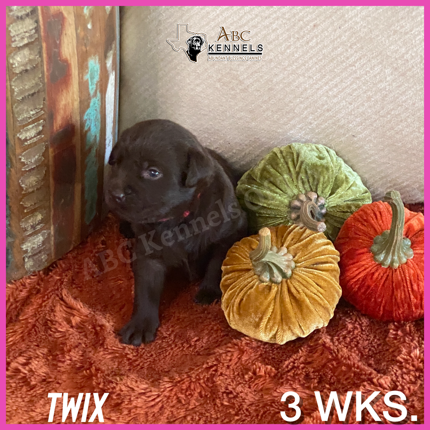 Chocolate Labrador Puppy Twix at 3 weeks old