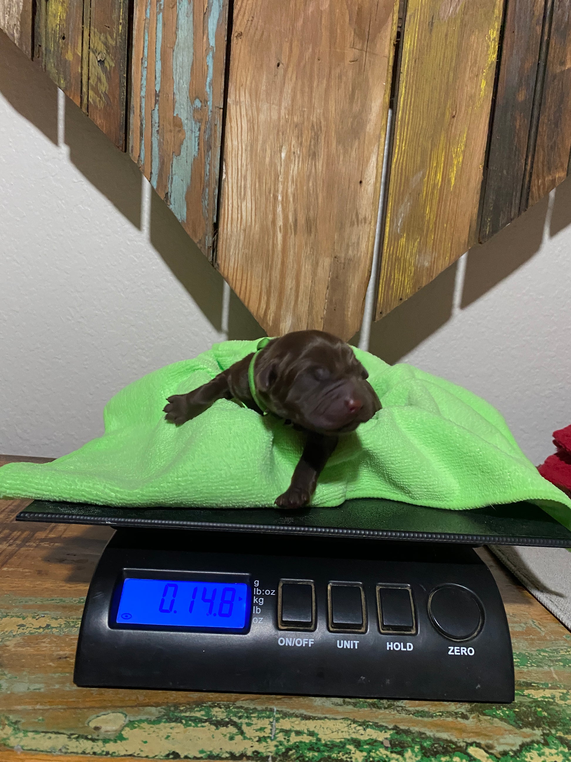 Chocolate Lab Puppy Milky Way on the scales