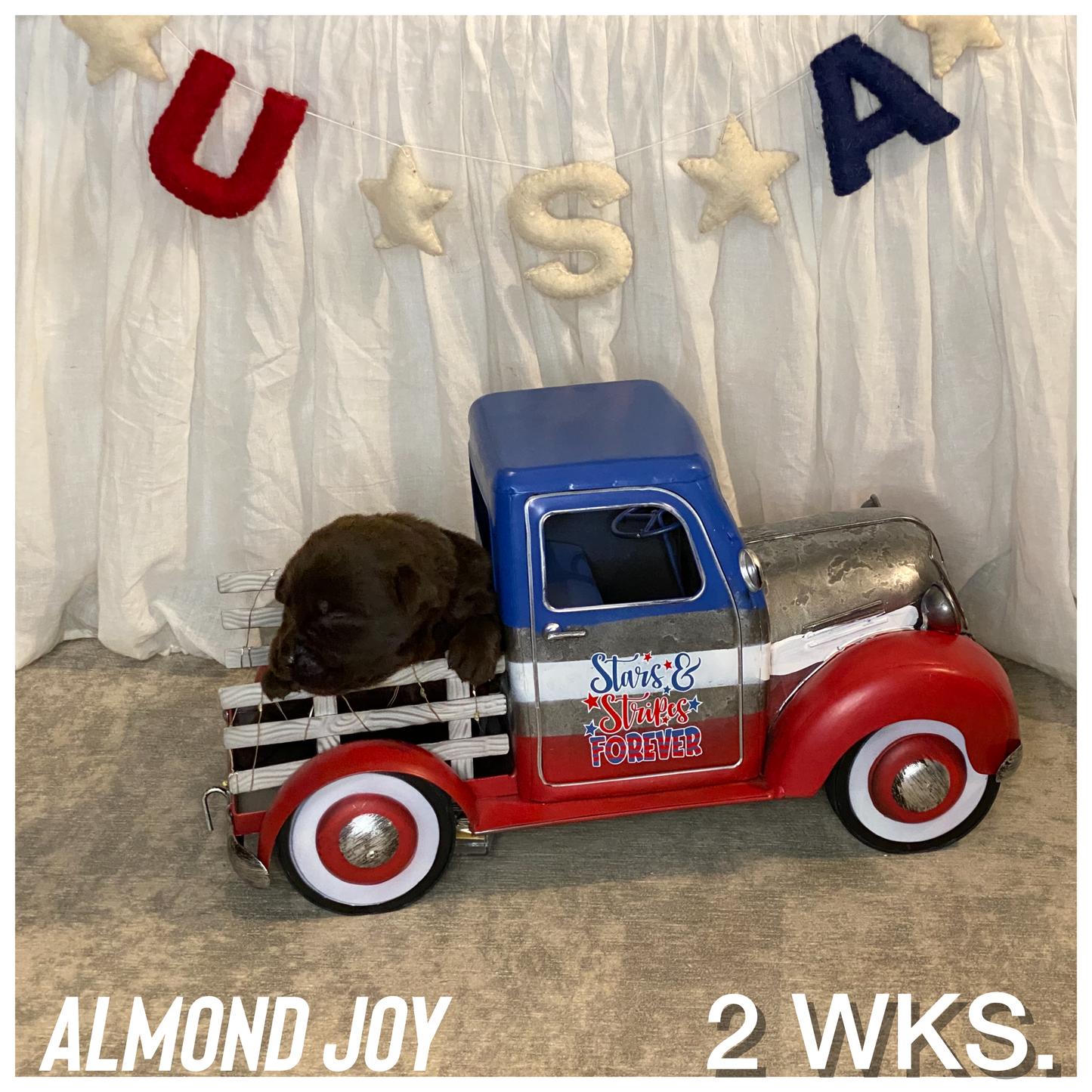 Picture of Chocolate Labrador puppy Almond Joy in a toy truck
