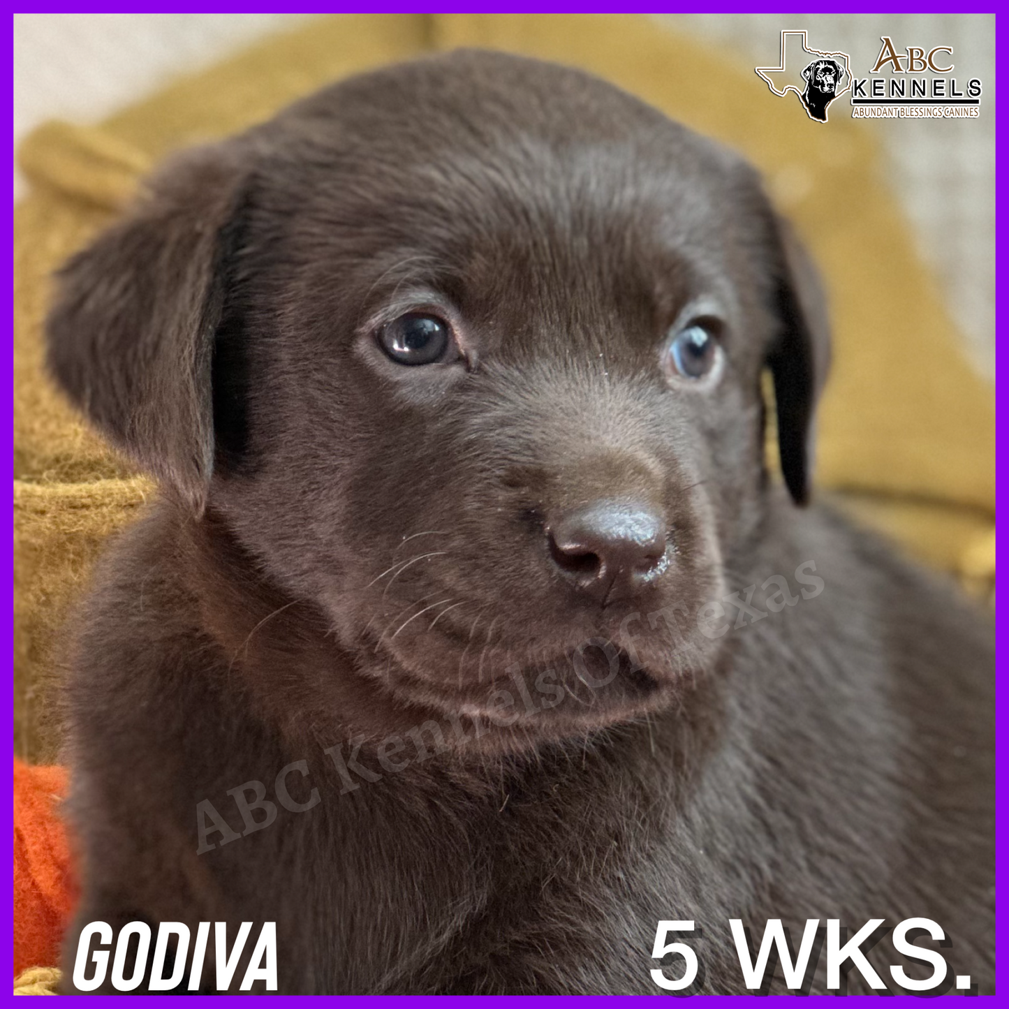 Chocolate Lab Puppy Godiva at 5 weeks old