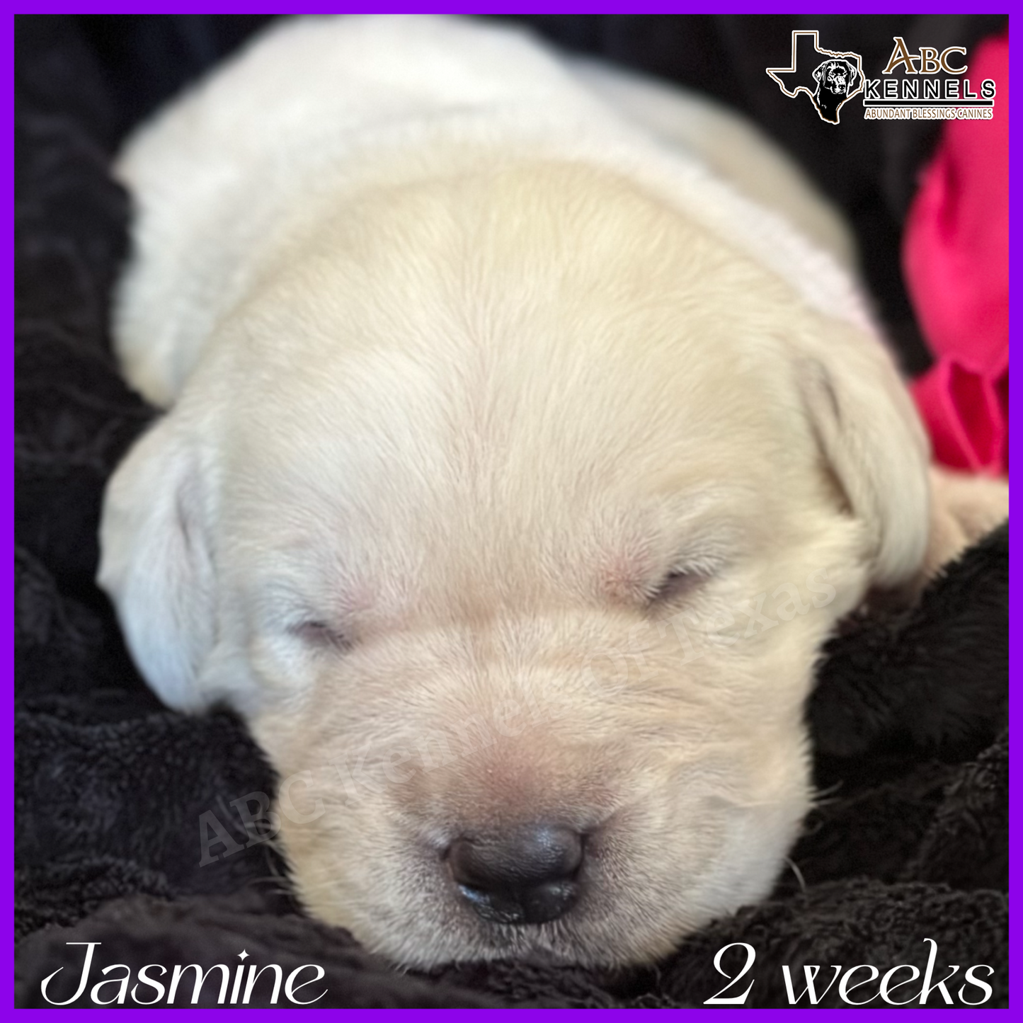  White Lab Puppy Jasmine at 2 weeks old