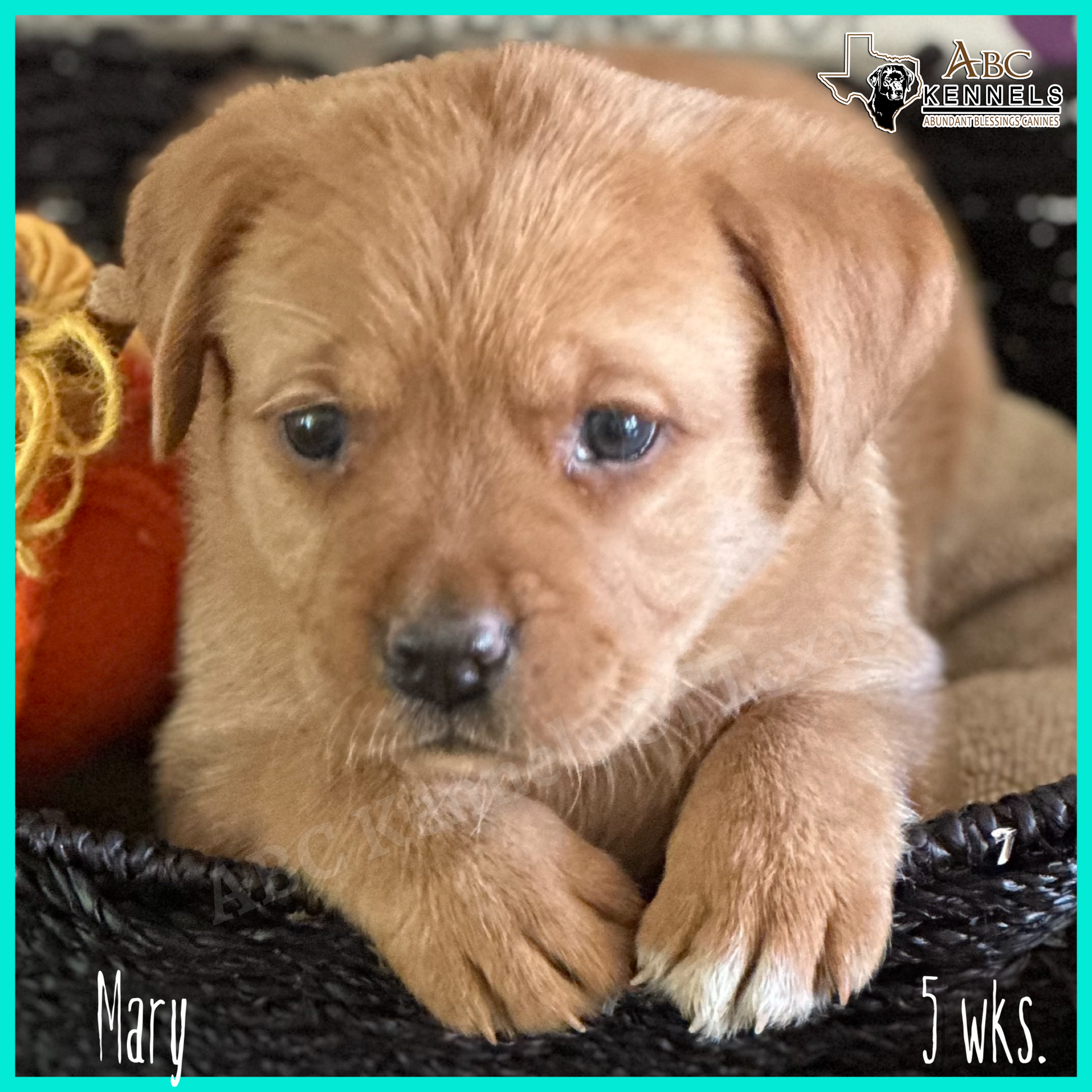 Female Fox Red Labrador Puppy called Mary at 5 weeks old