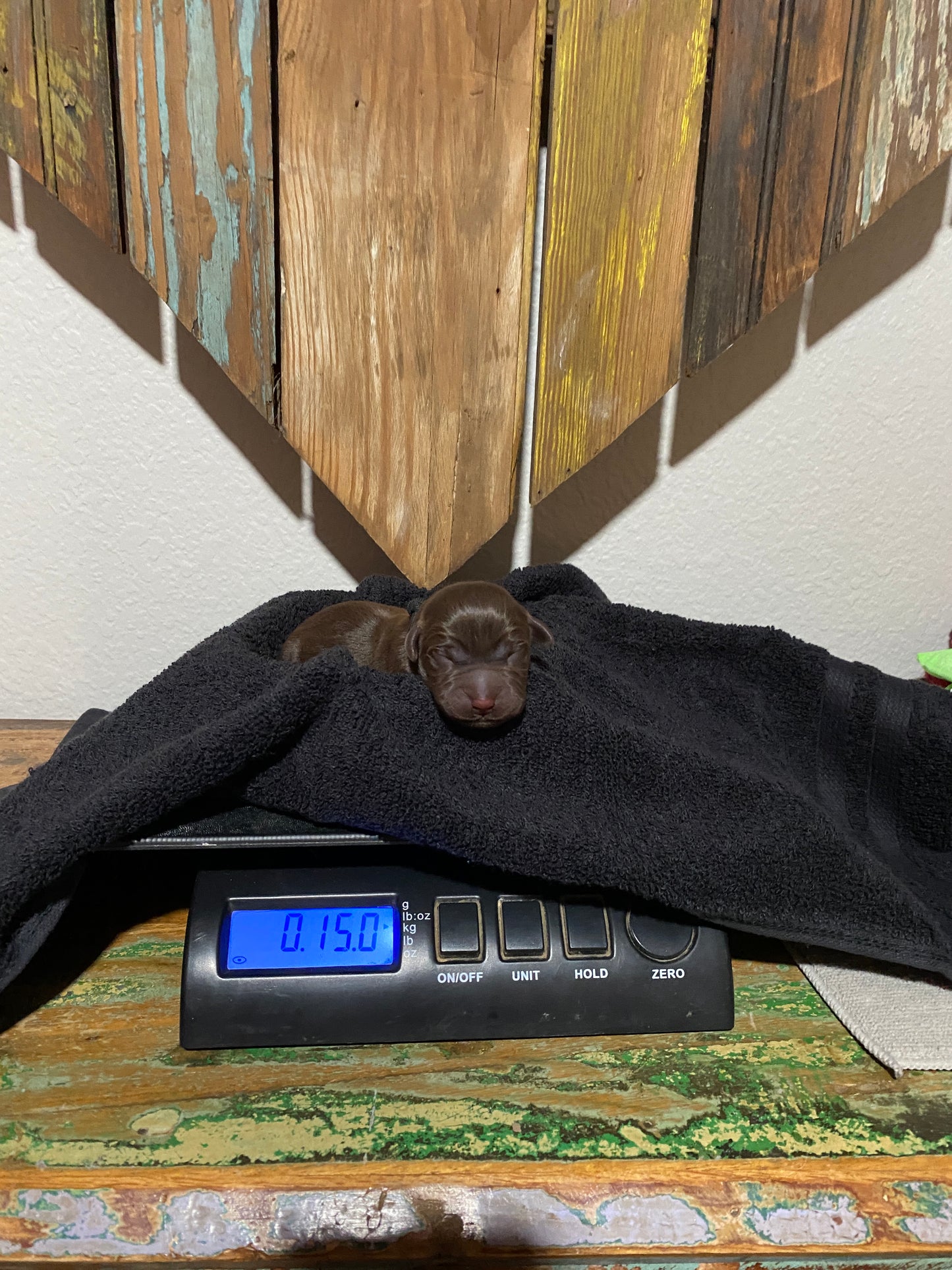 Chocolate Labrador Heath on the scales