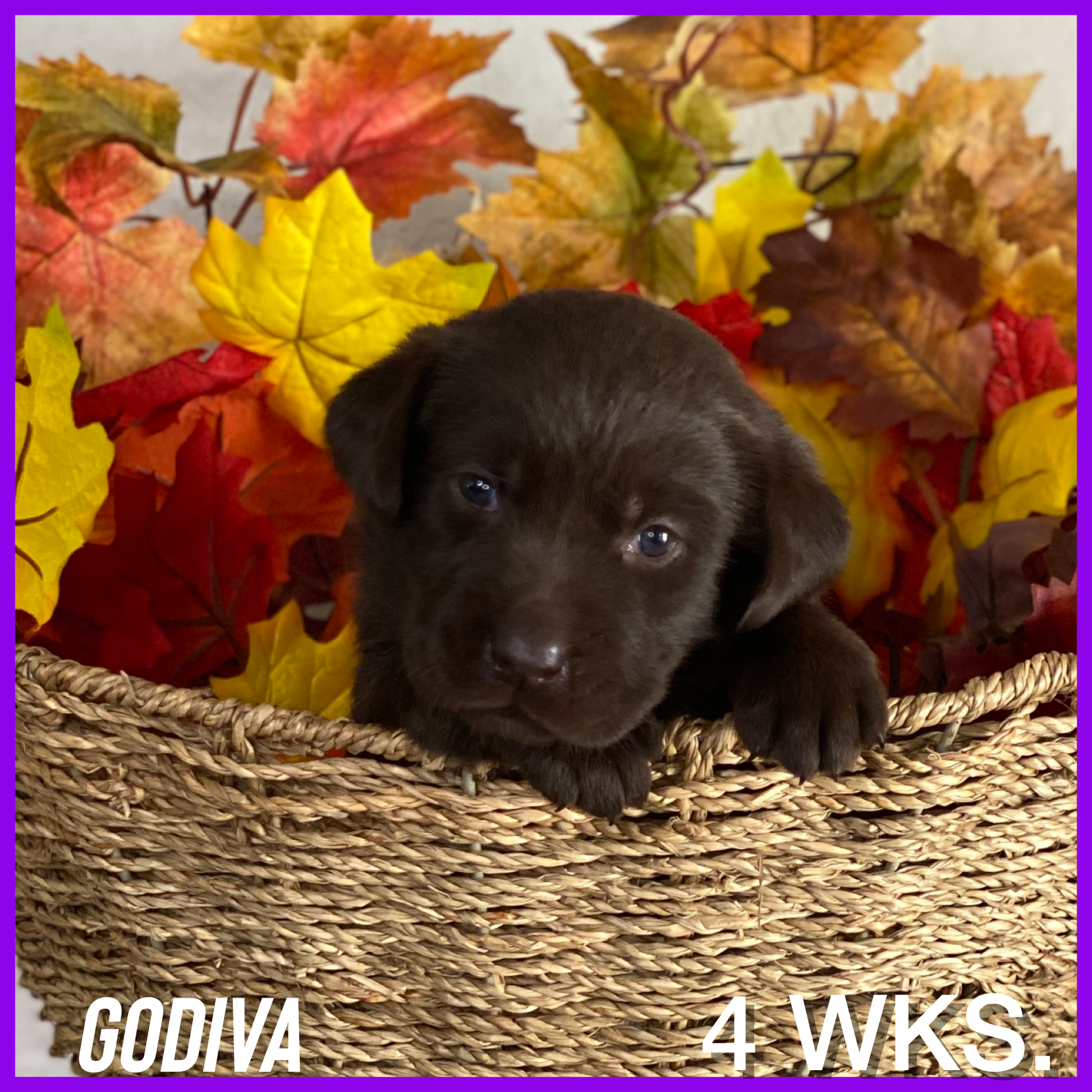 Chocolate Lab Puppy Godiva