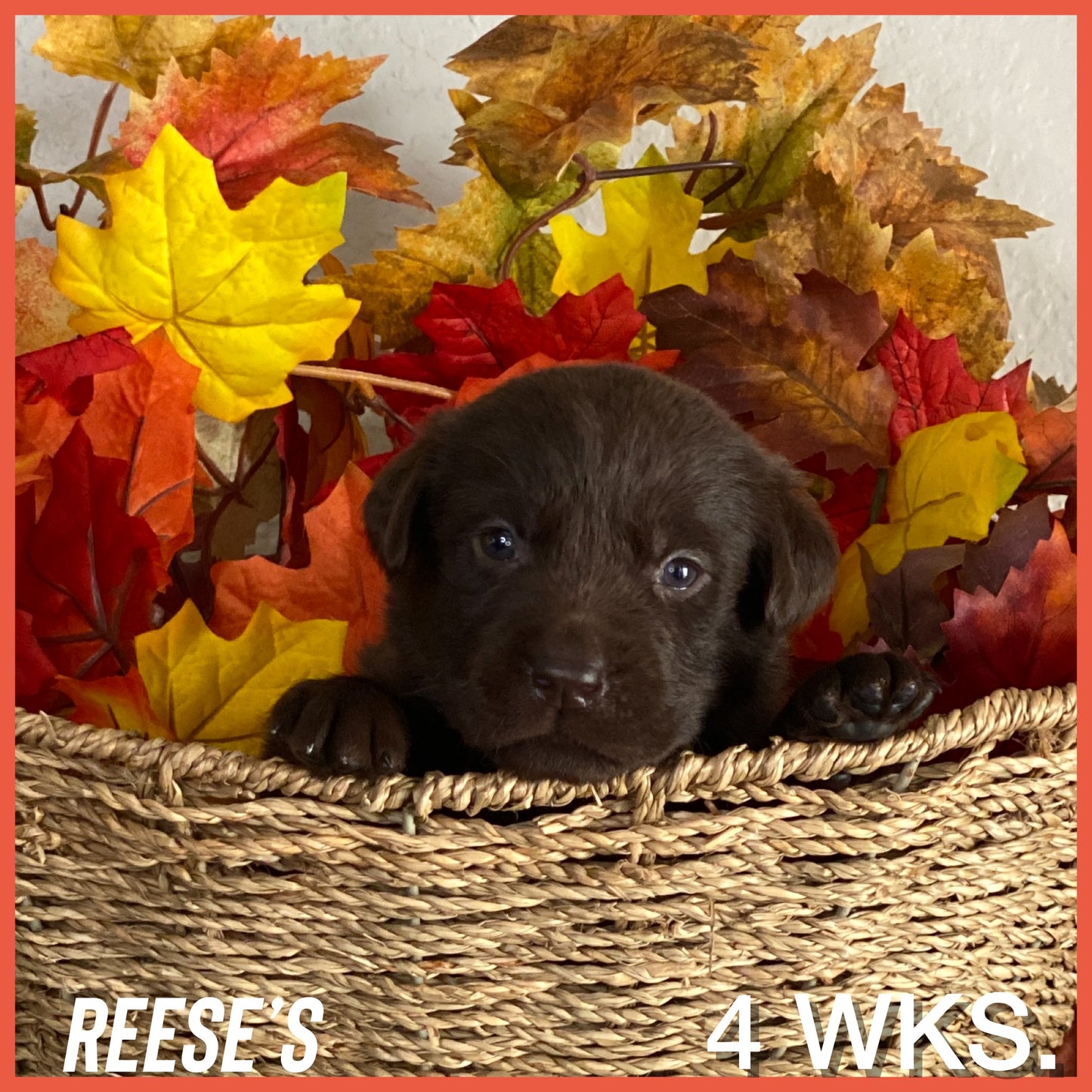 Chocolate Lab Puppy Reeses at 4 weeks old