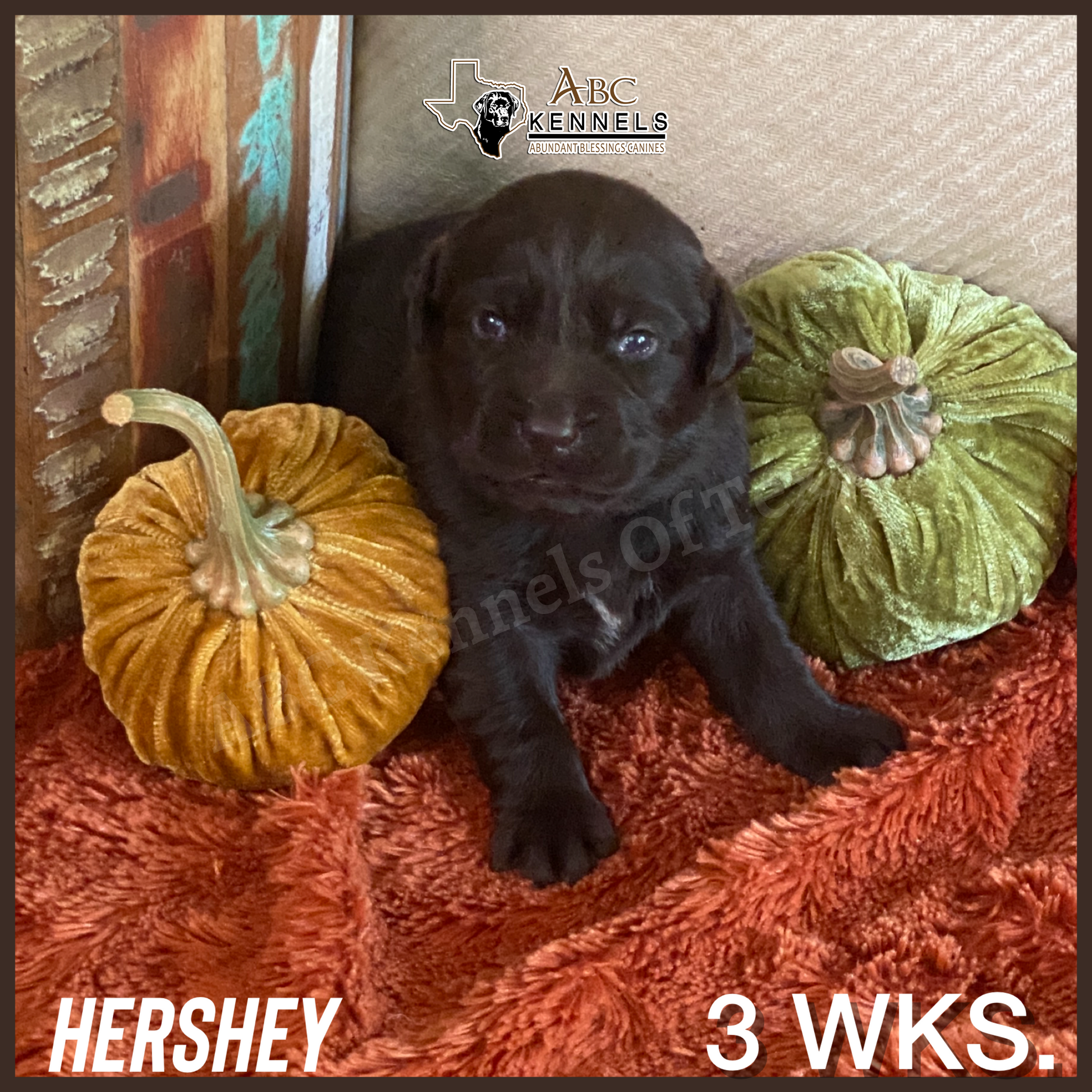 Male Chocolate Lab Puppy Hershey at 3 weeks old