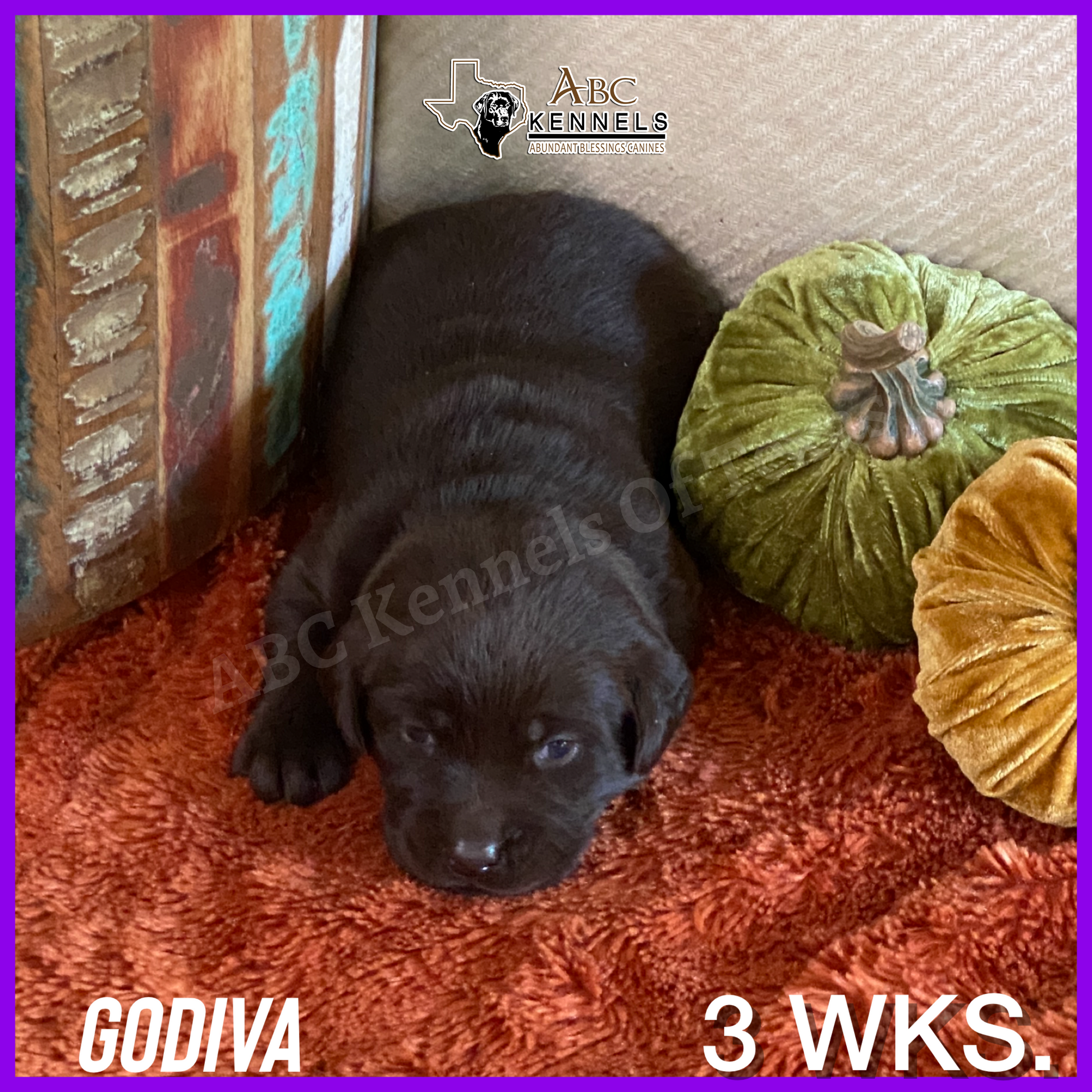 Chocolate Labrador Puppy Godiva