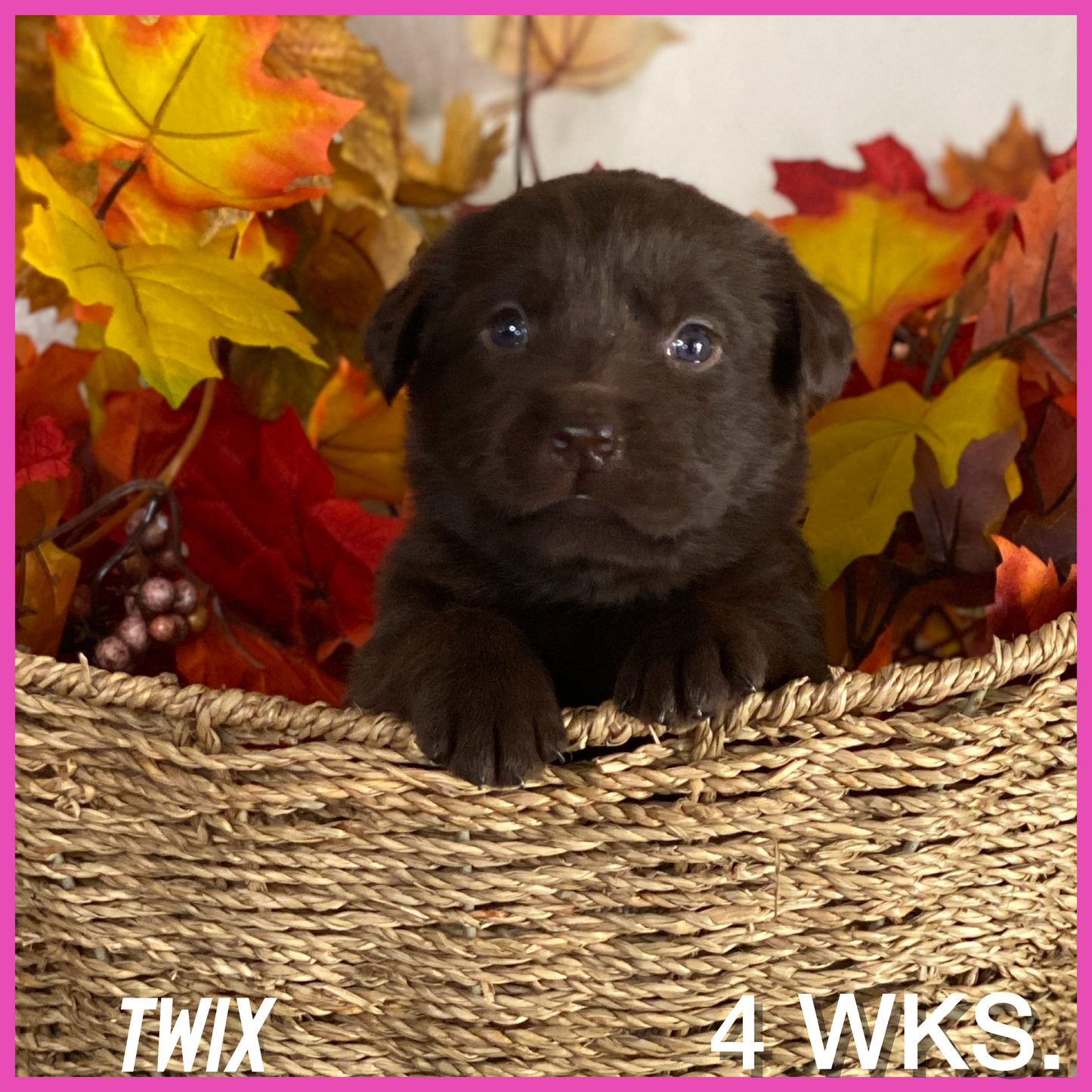 Chocolate Labrador Puppy Twix at 4 weeks old