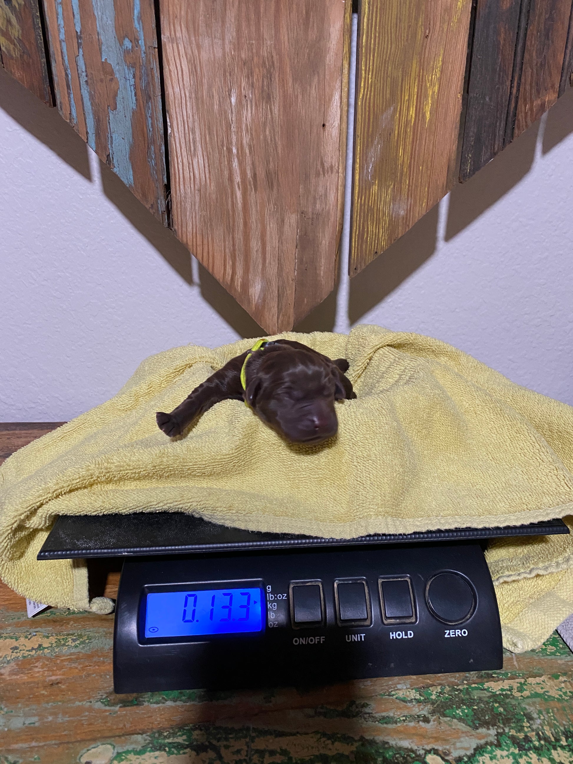 Chocolate Labrador Butterfinger on the scales